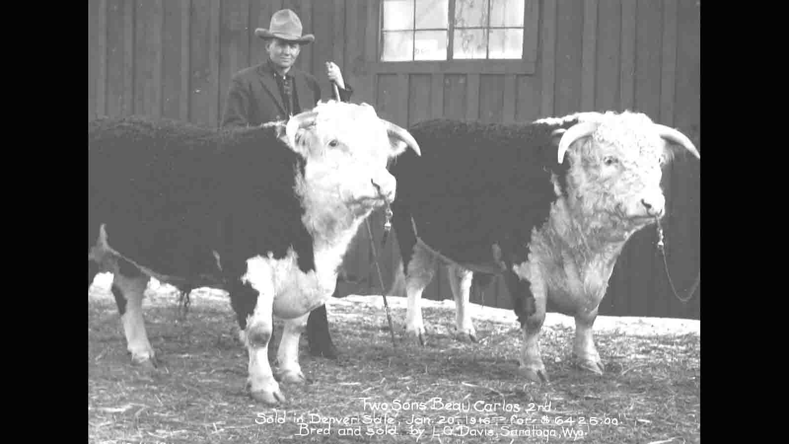 Captain L. G. Davis, between bulls, proudly displays two registered Hereford bulls which were sold for $6,425 at the 1916 Denver (Colorado) Stock Show.