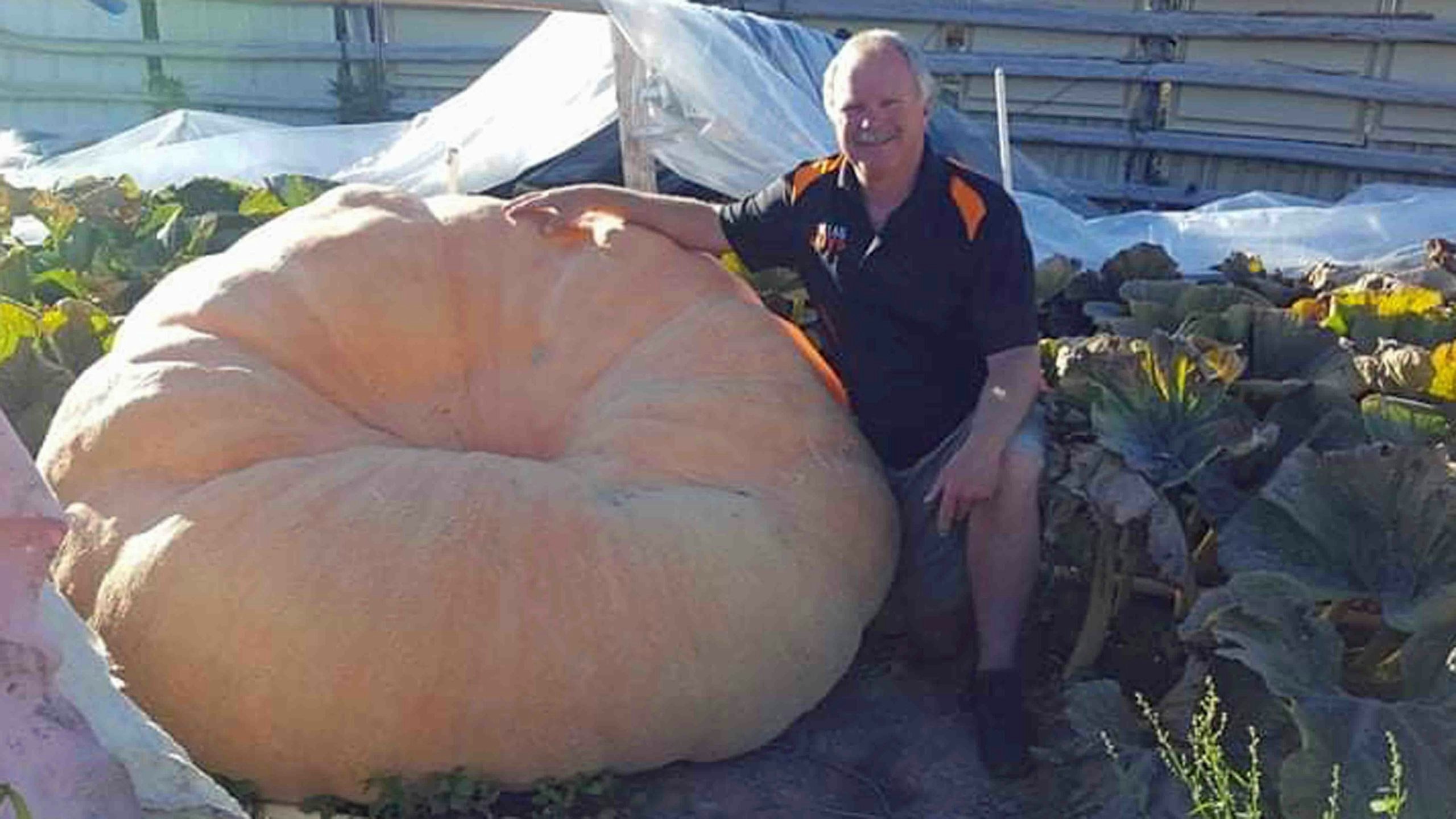 Huge pumpkin 9 22 21 scaled