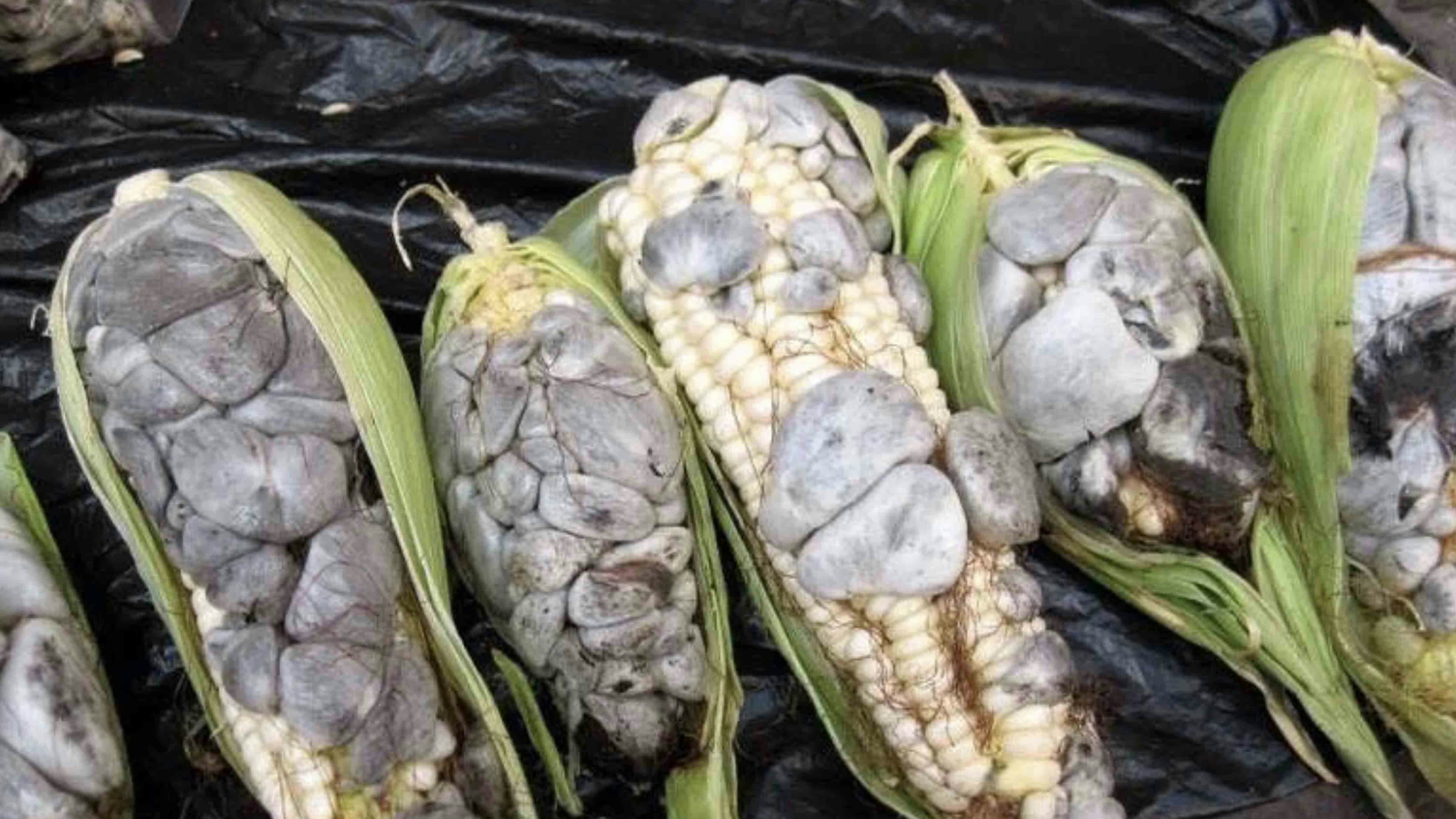 Huitlacoche 6 16 24