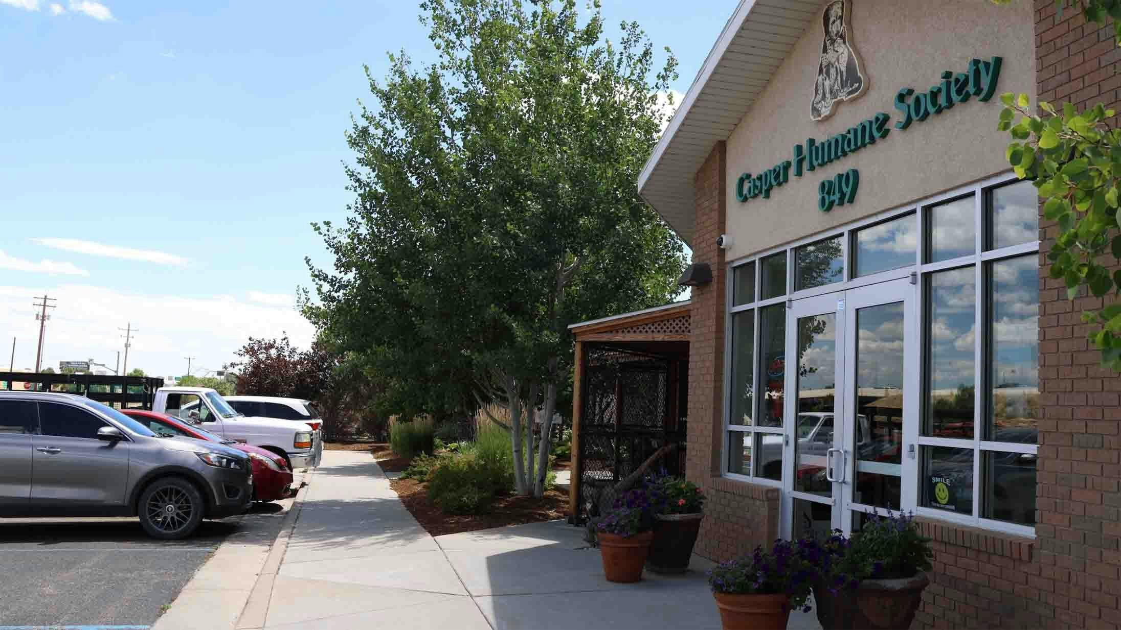 The Casper Humane Society Friday found 42 guinea pigs outside its doors.