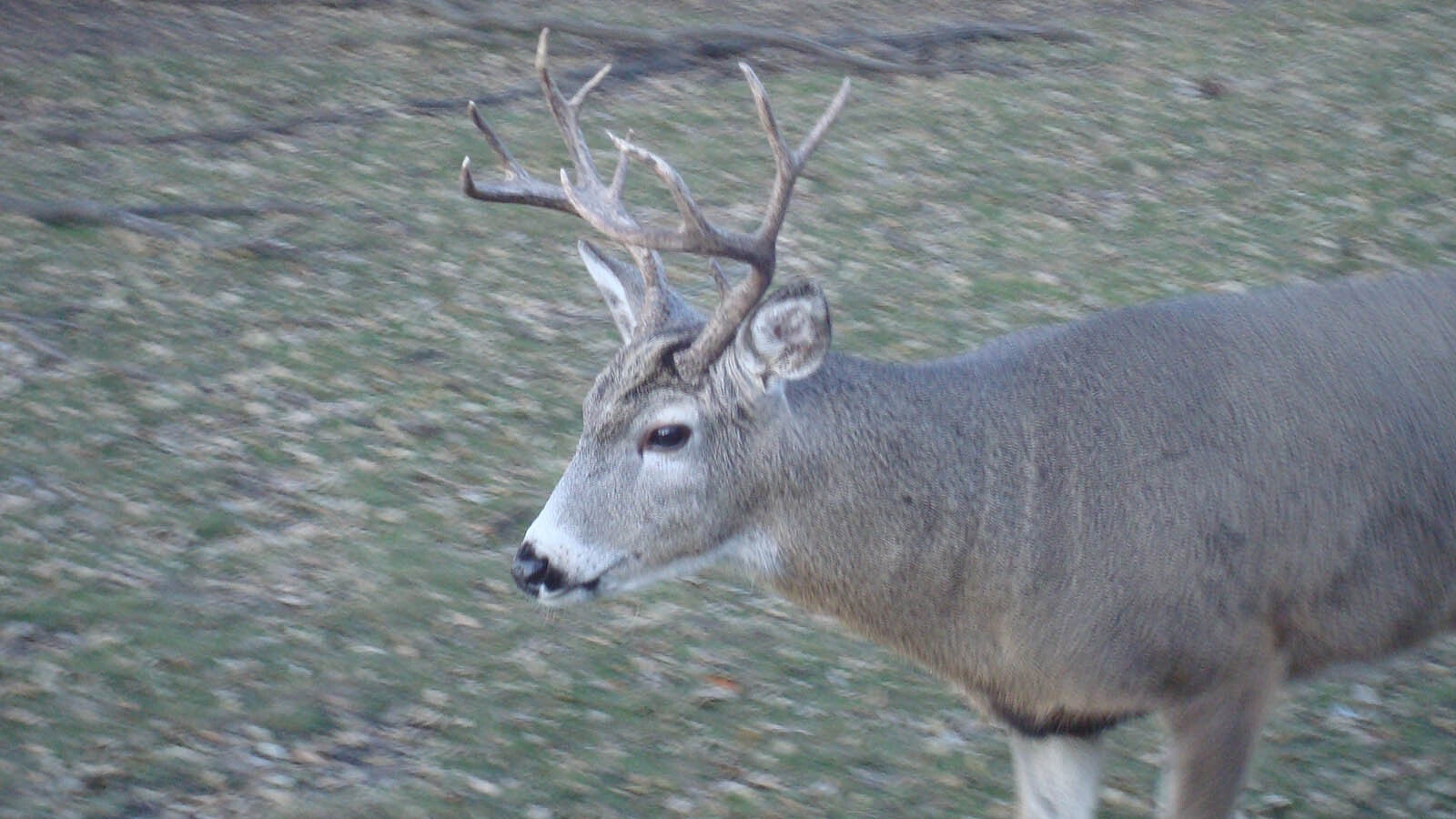 This hybrid mule deer-whitetail buck has antler structure and facial characteristics of both species.