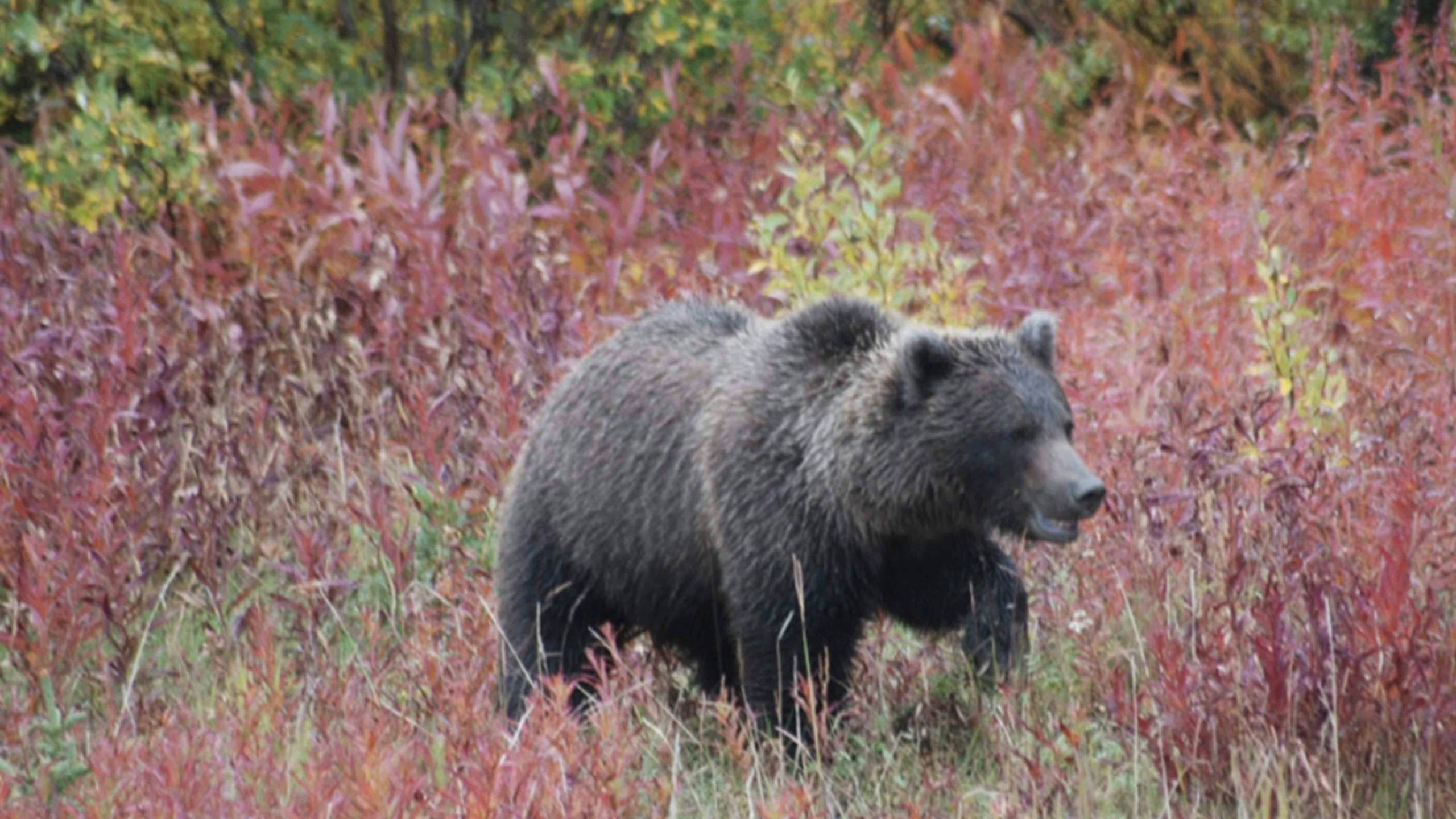 Idaho bear scaled