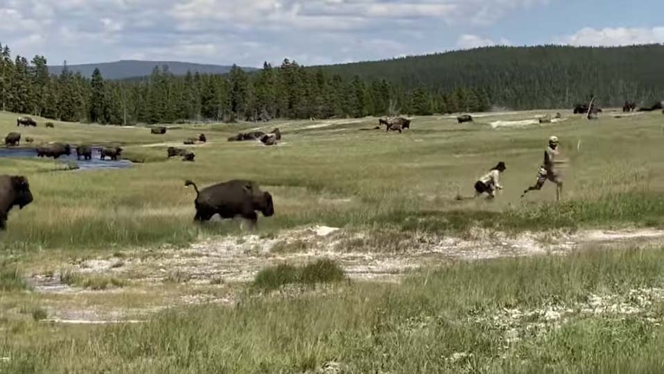 Idiot tourist bison