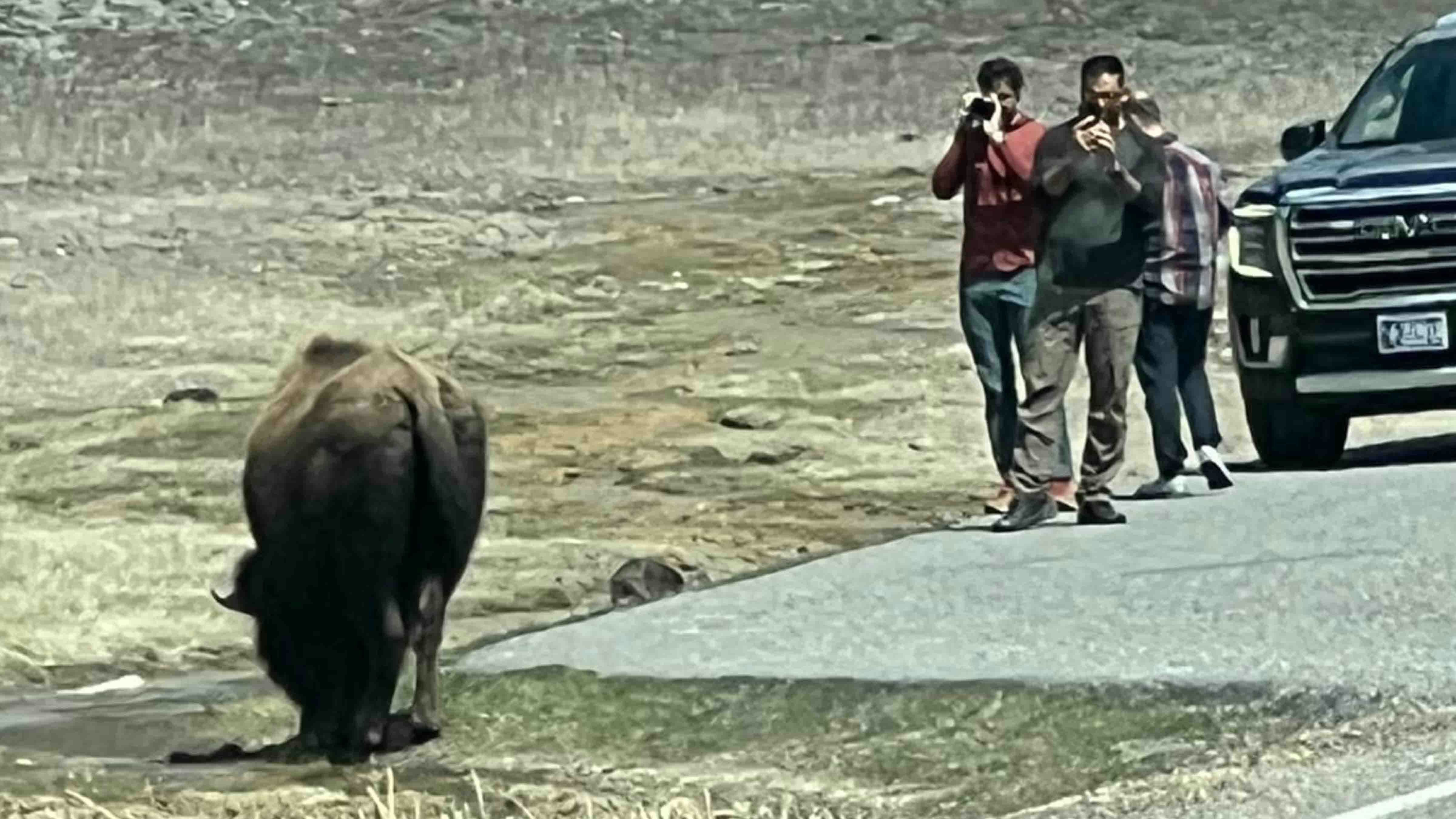 The 2024 tourist season has just begun in Yellowstone, and there are already plenty of incidents of people getting too close to wildlife, like in this recent file photo. On Monday, Yellowstone National Park annoucned the arrest of a man who not only allegedly harassed a herd of bison, he kicked one in the leg.