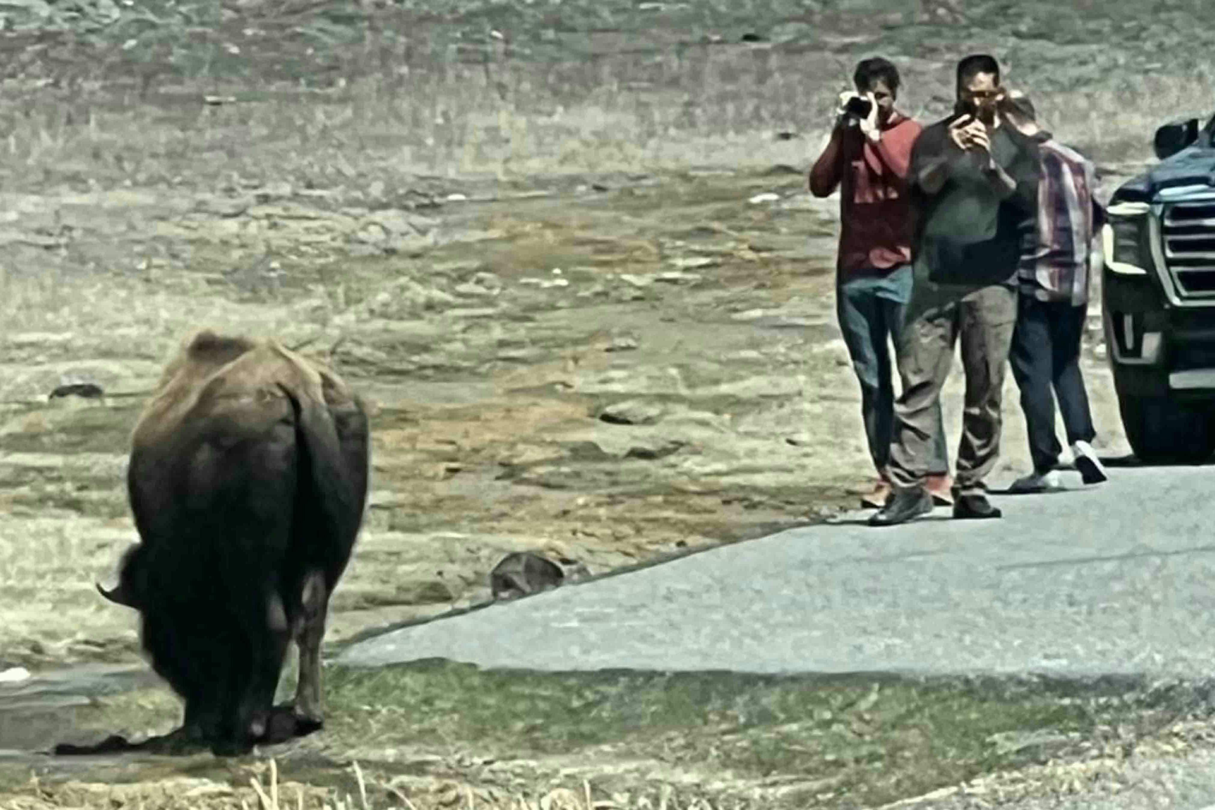 The 2024 tourist season has just begun in Yellowstone, and there are already plenty of incidents of people getting too close to wildlife, like in this recent file photo. On Monday, Yellowstone National Park annoucned the arrest of a man who not only allegedly harassed a herd of bison, he kicked one in the leg.