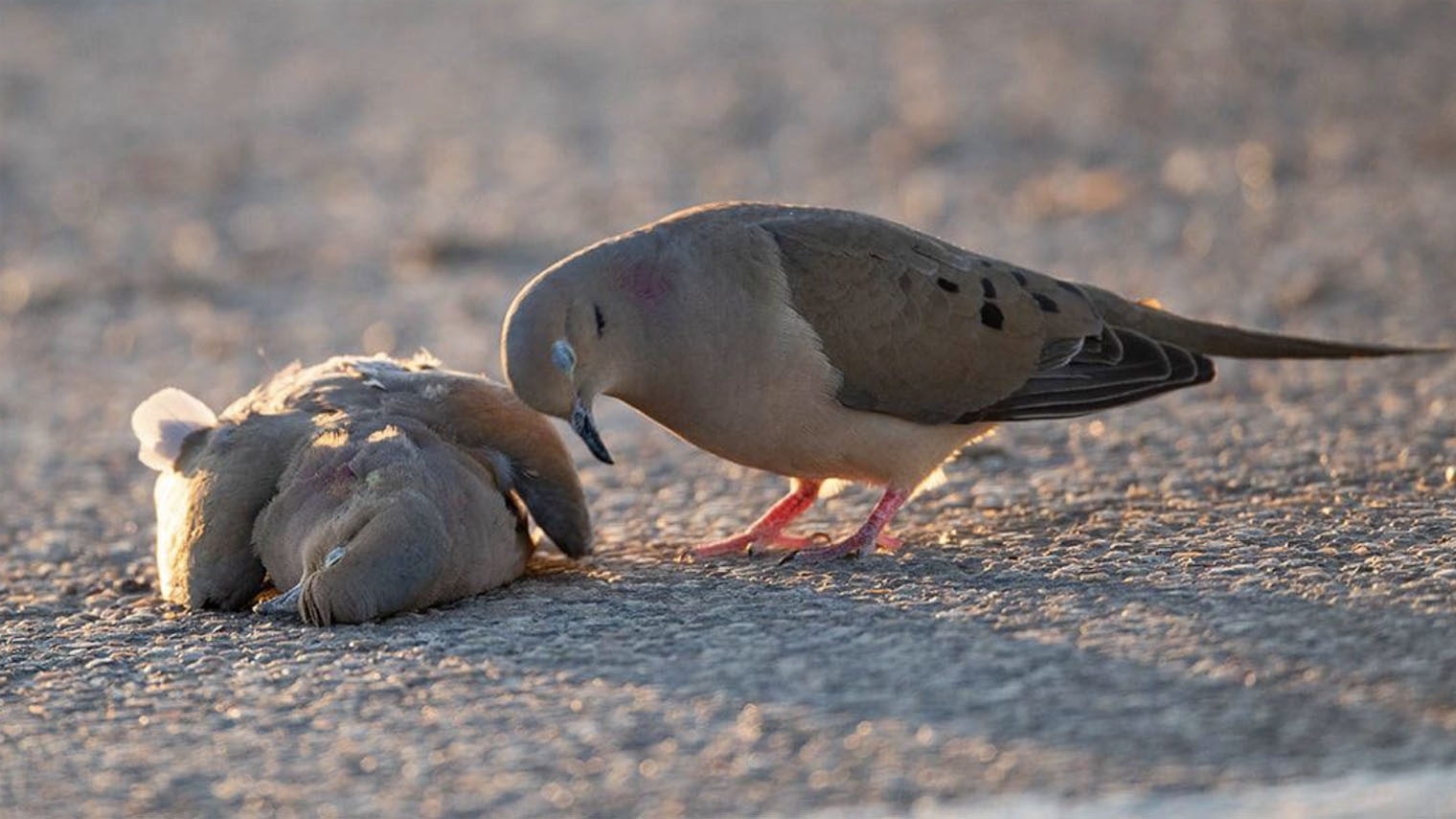 James yule dead bird