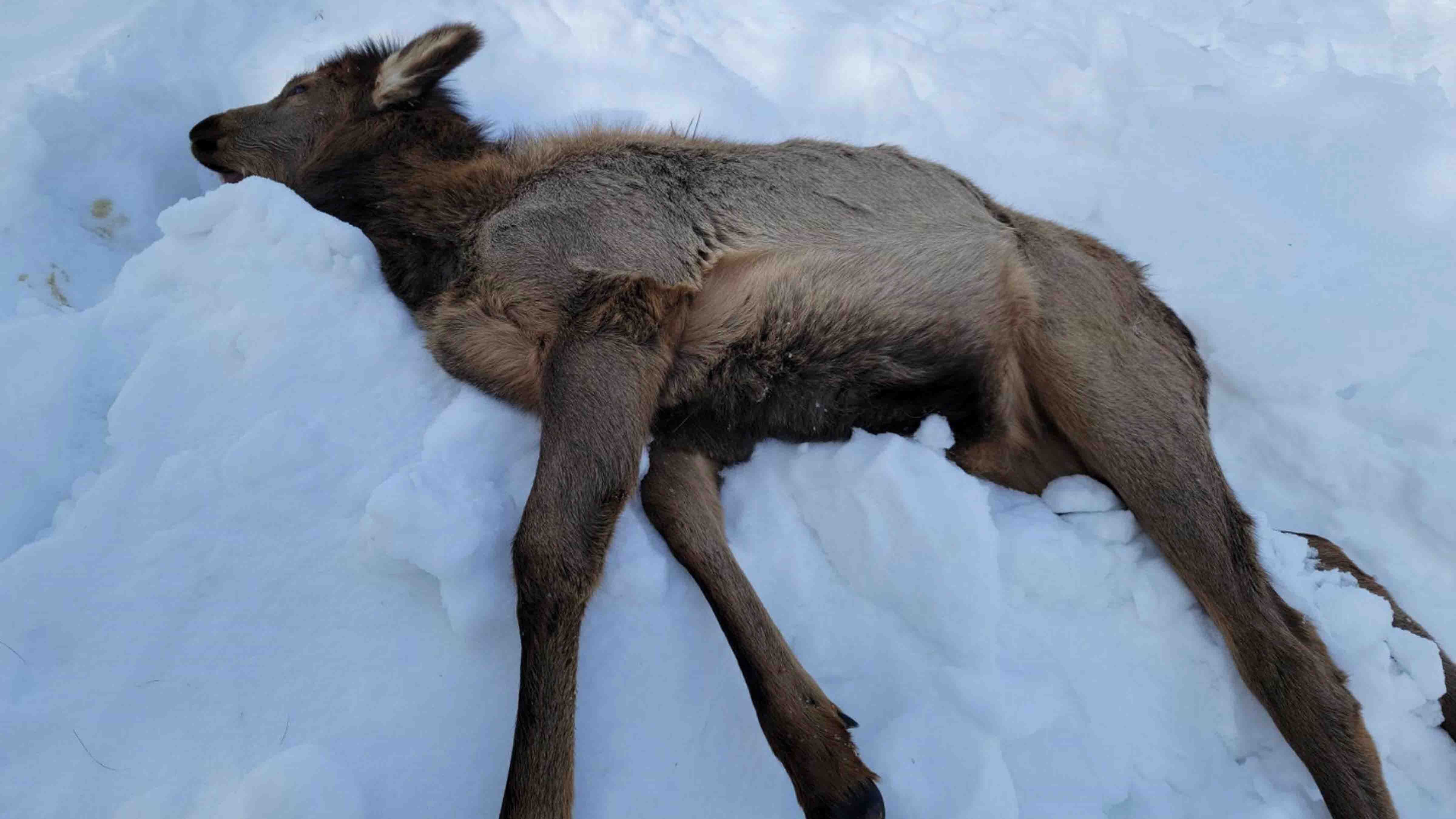 Elk calf killed by eating a yew bush that is toxic to wildlife