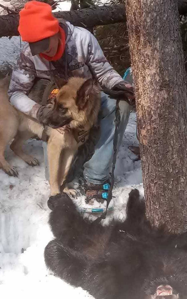Avid black bear hunter Julie Mccalllister of Rock River used her German Shepard, Eddie, to track bears she shot, before that was made illegal. A bill before the Wyoming Legislature would make it legal again.