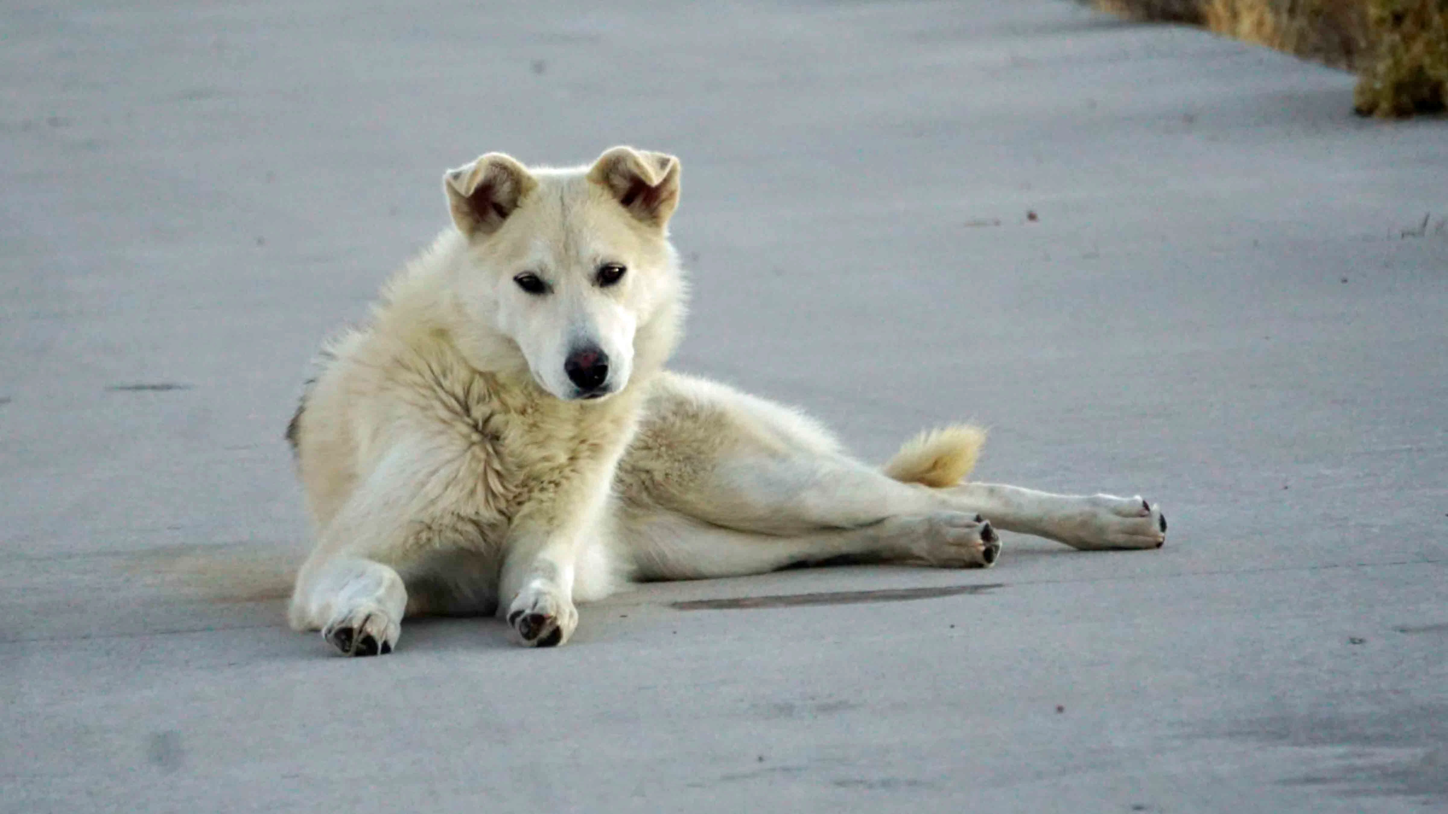 Diya, a stray dog, sits at the Split Rock Rest Area near Jeffrey City, where she spent over a month outsmarting rescue traps before being walked 90 miles to safety.
