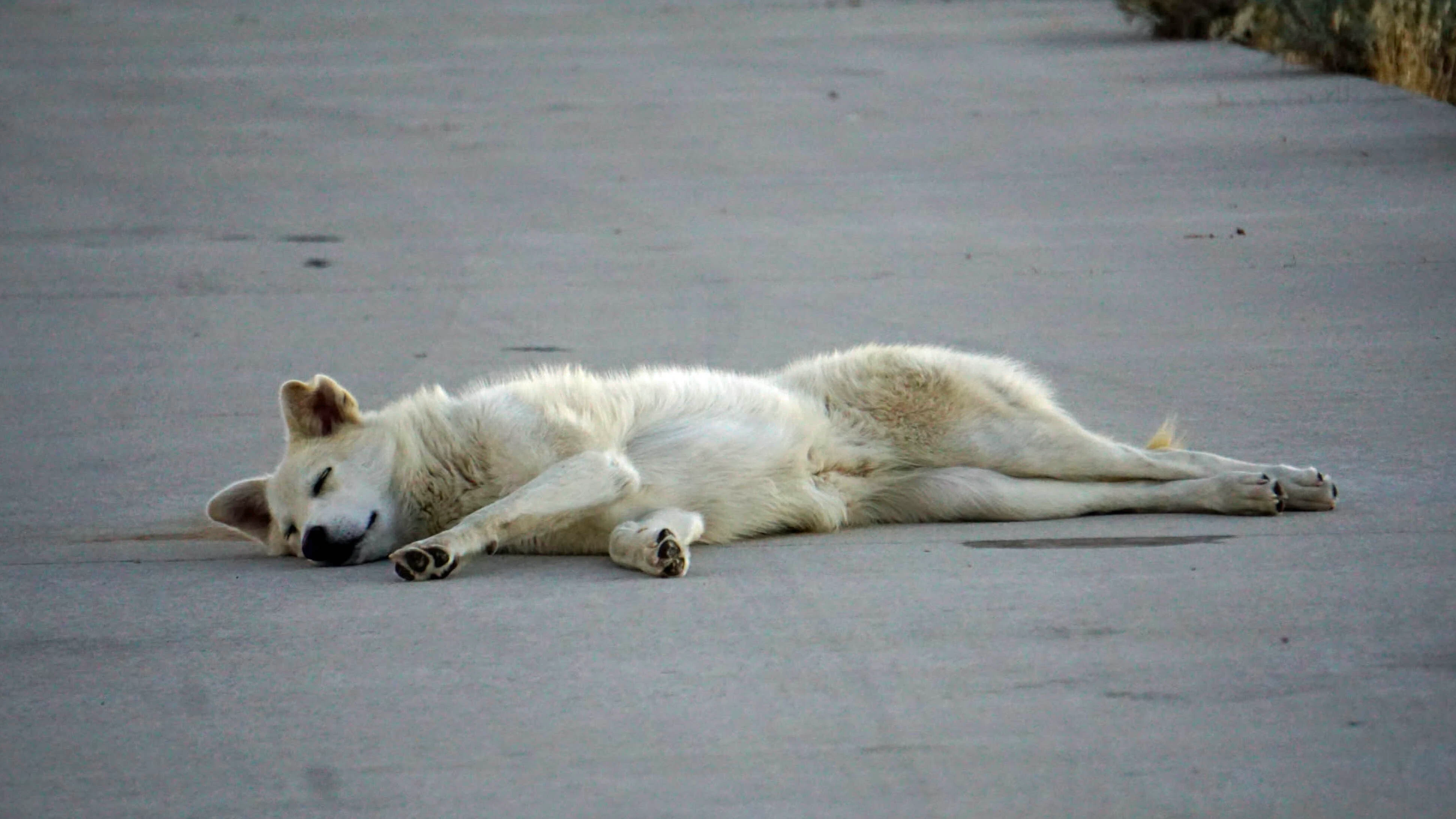 Diya, a stray dog, sits at the Split Rock Rest Area near Jeffrey City, where she spent over a month outsmarting rescue traps before being walked 90 miles to safety.