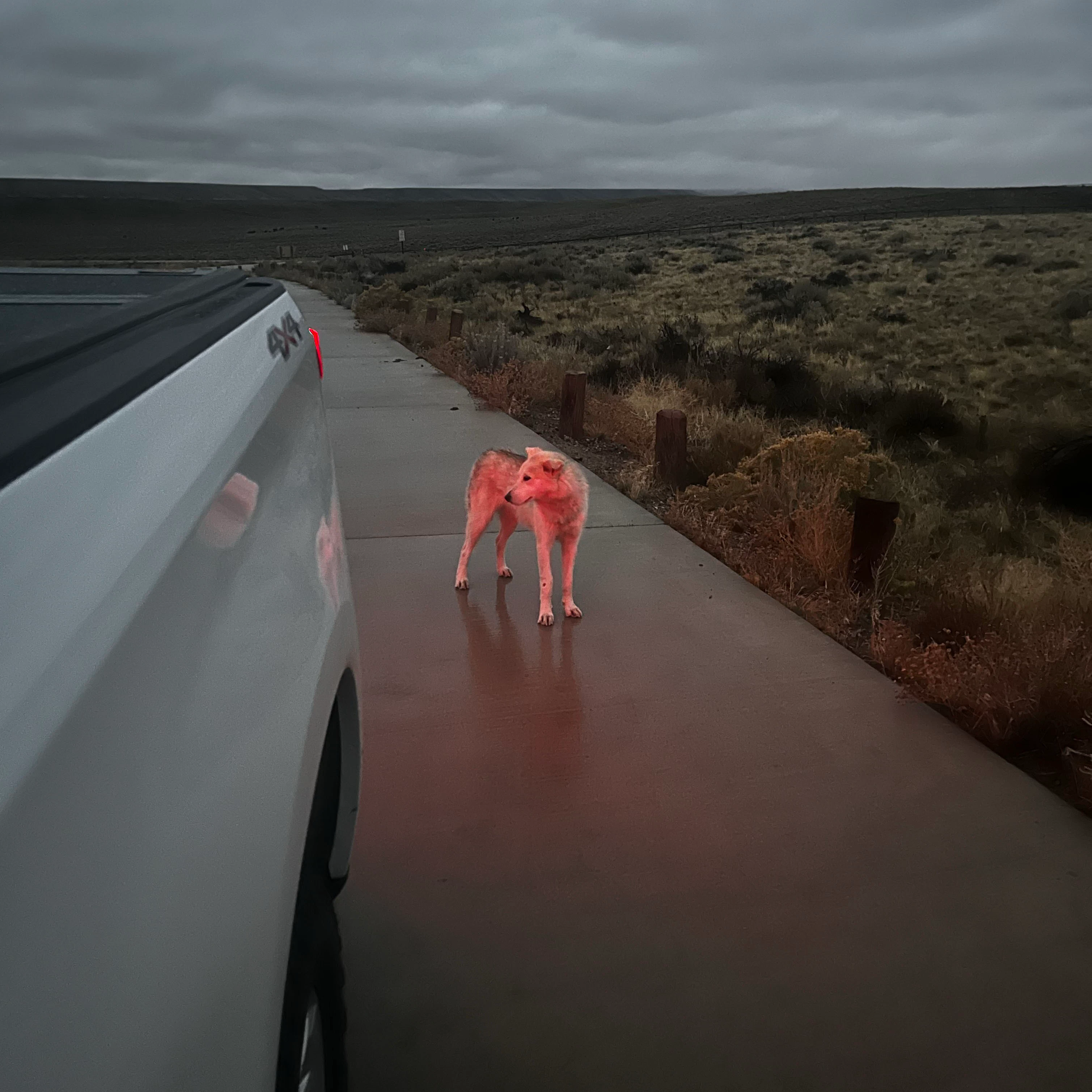 The stray dog standing in the rain at the rest stop near Jeffrey City.