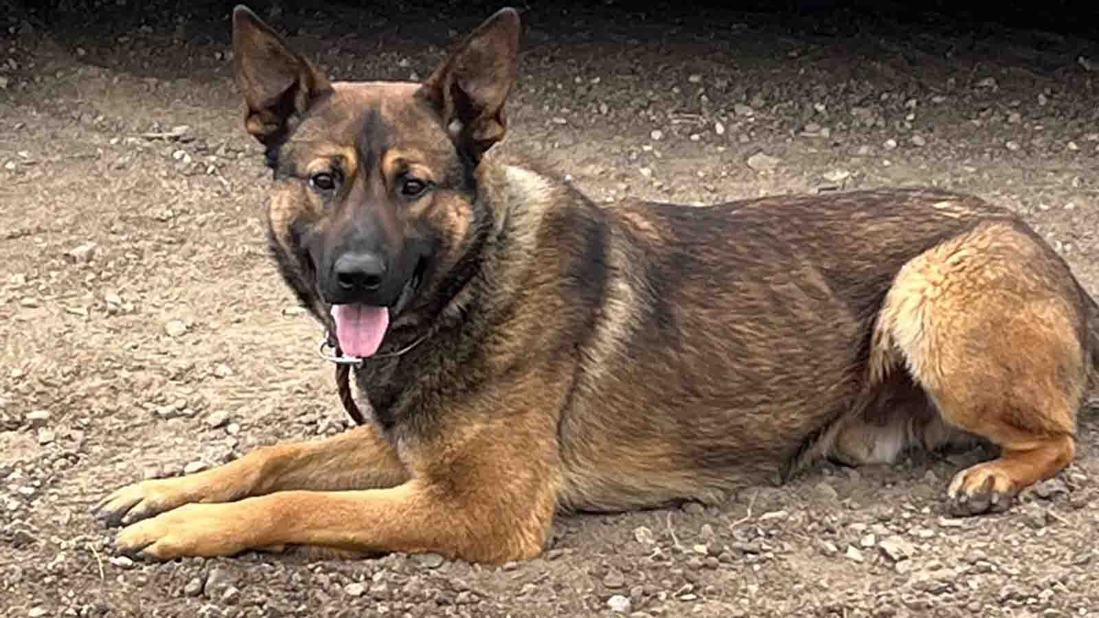 K-9 Buster with the Casper Police Department