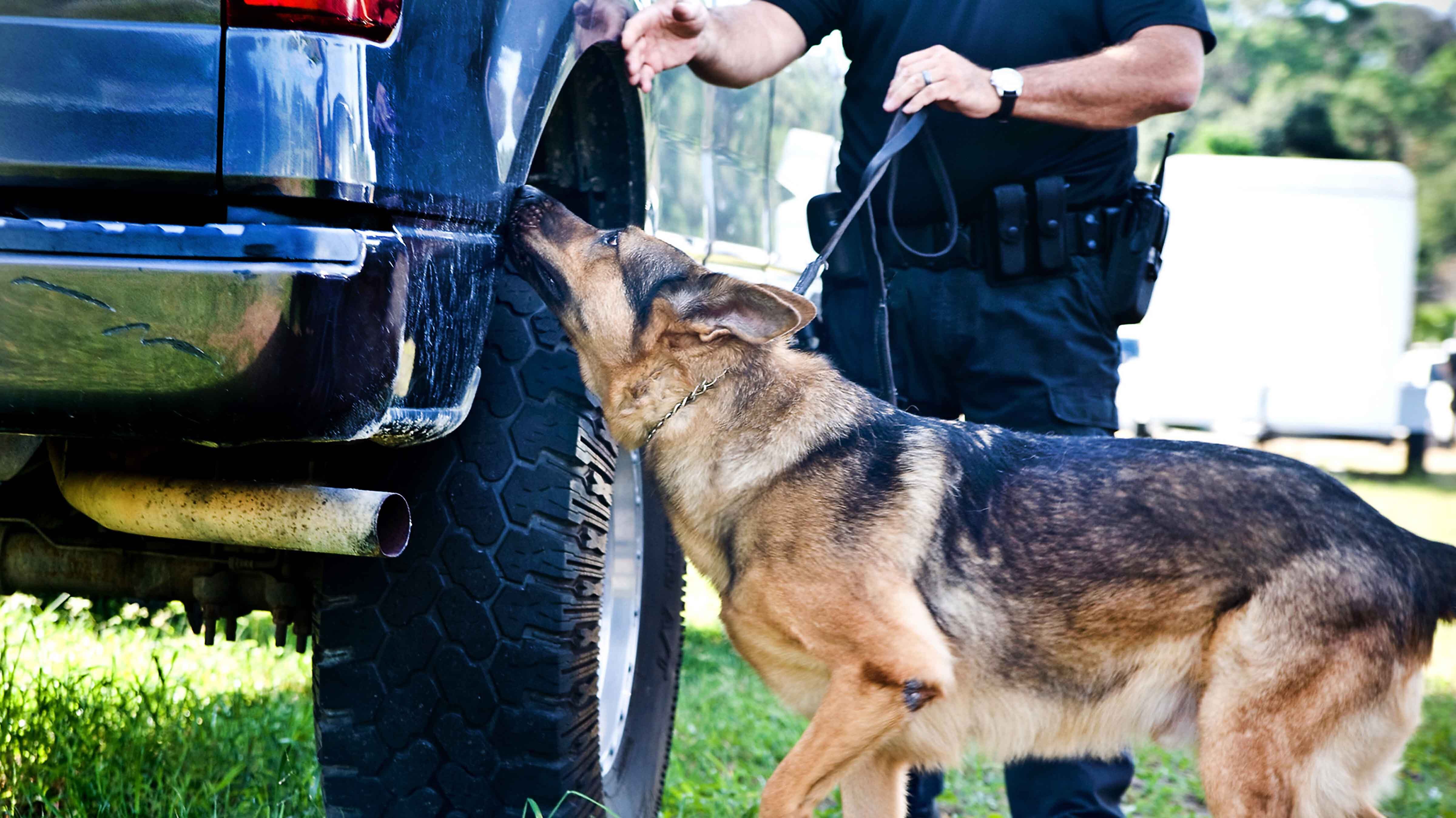 K9 police 2 6 9 23