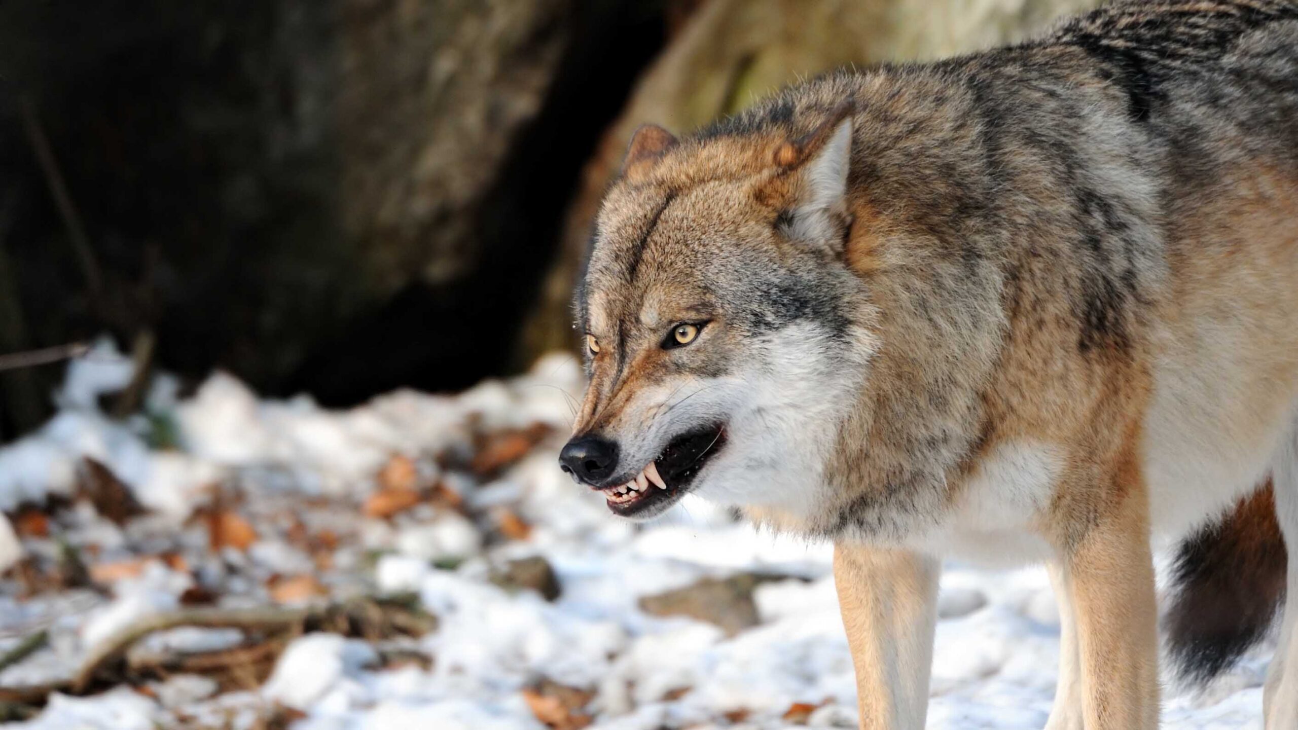 Killer wolf 1 31 23 scaled