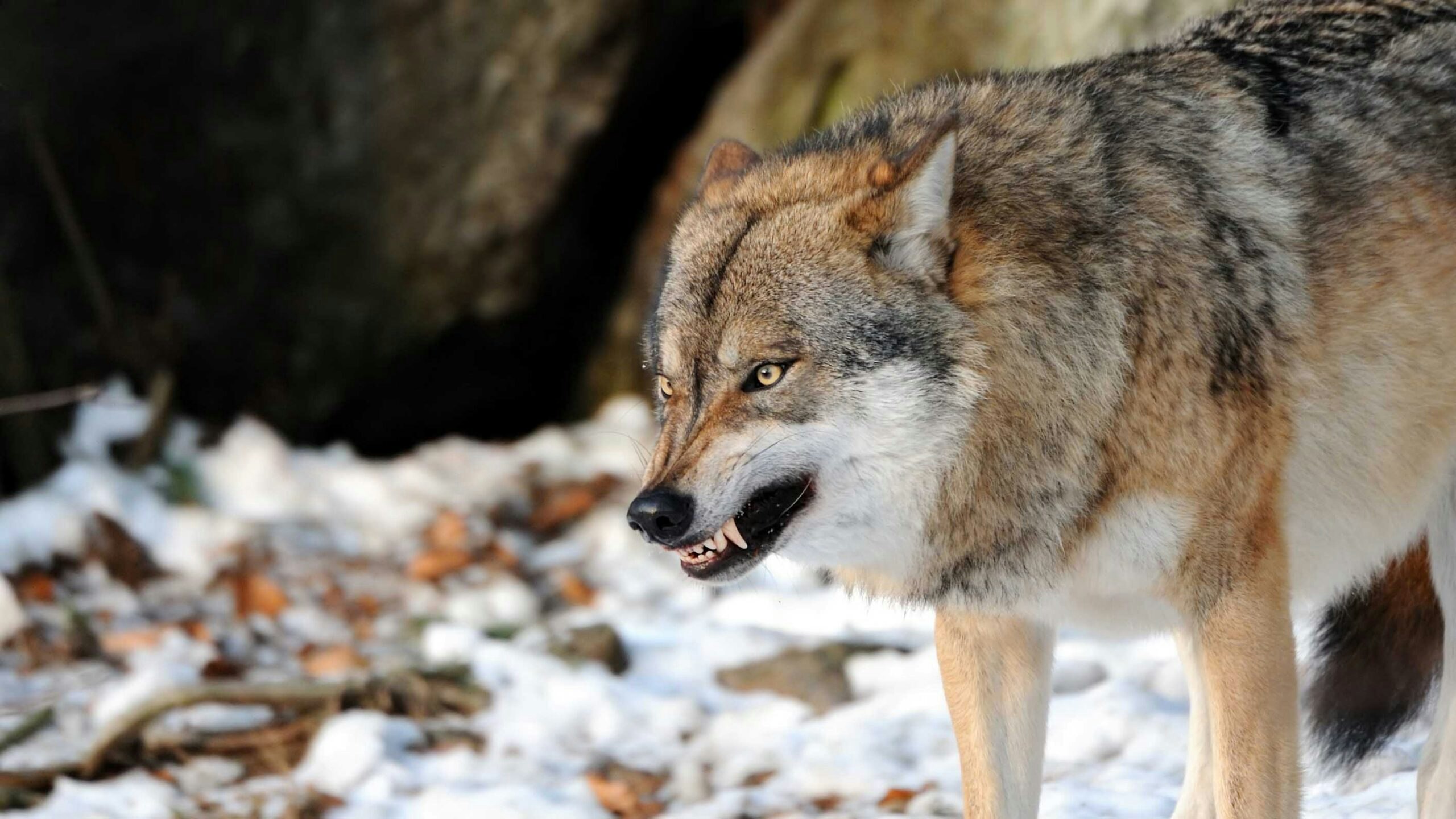 Killer wolf 1 31 23 scaled