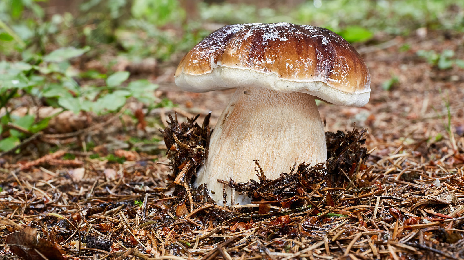 The king bolete mushroom is one of several species of edible fungus that grow in Wyoming.