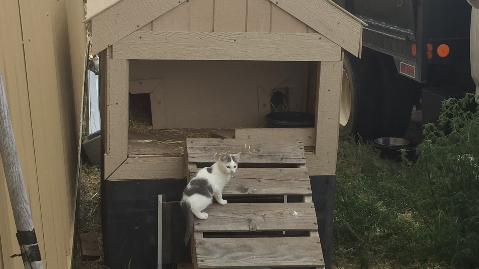 Scott Smith has shelters for barn cats on his rural property near Casper. He gives the cats food and water in exchange for them eliminating vermin.