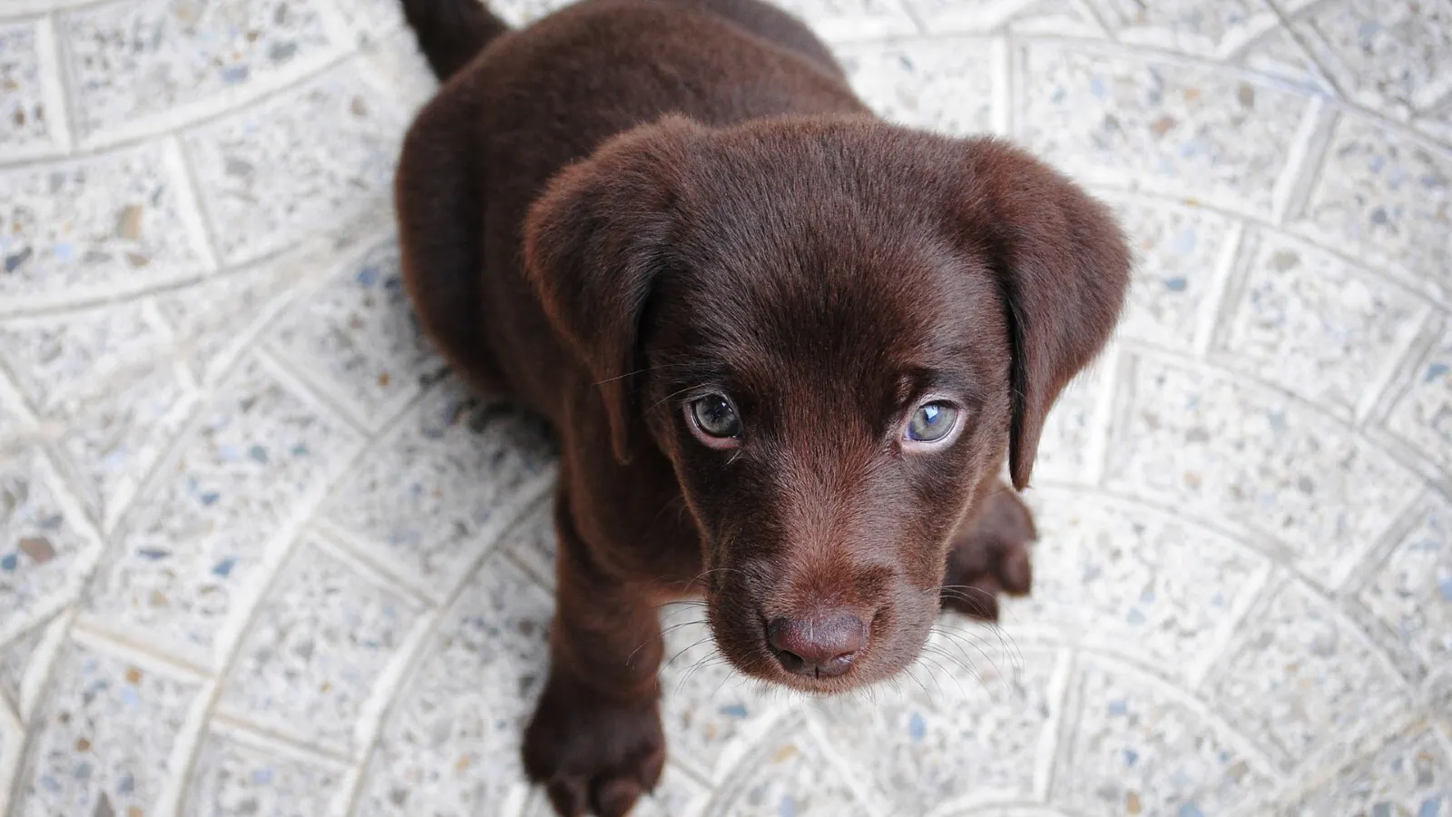 Lab puppy