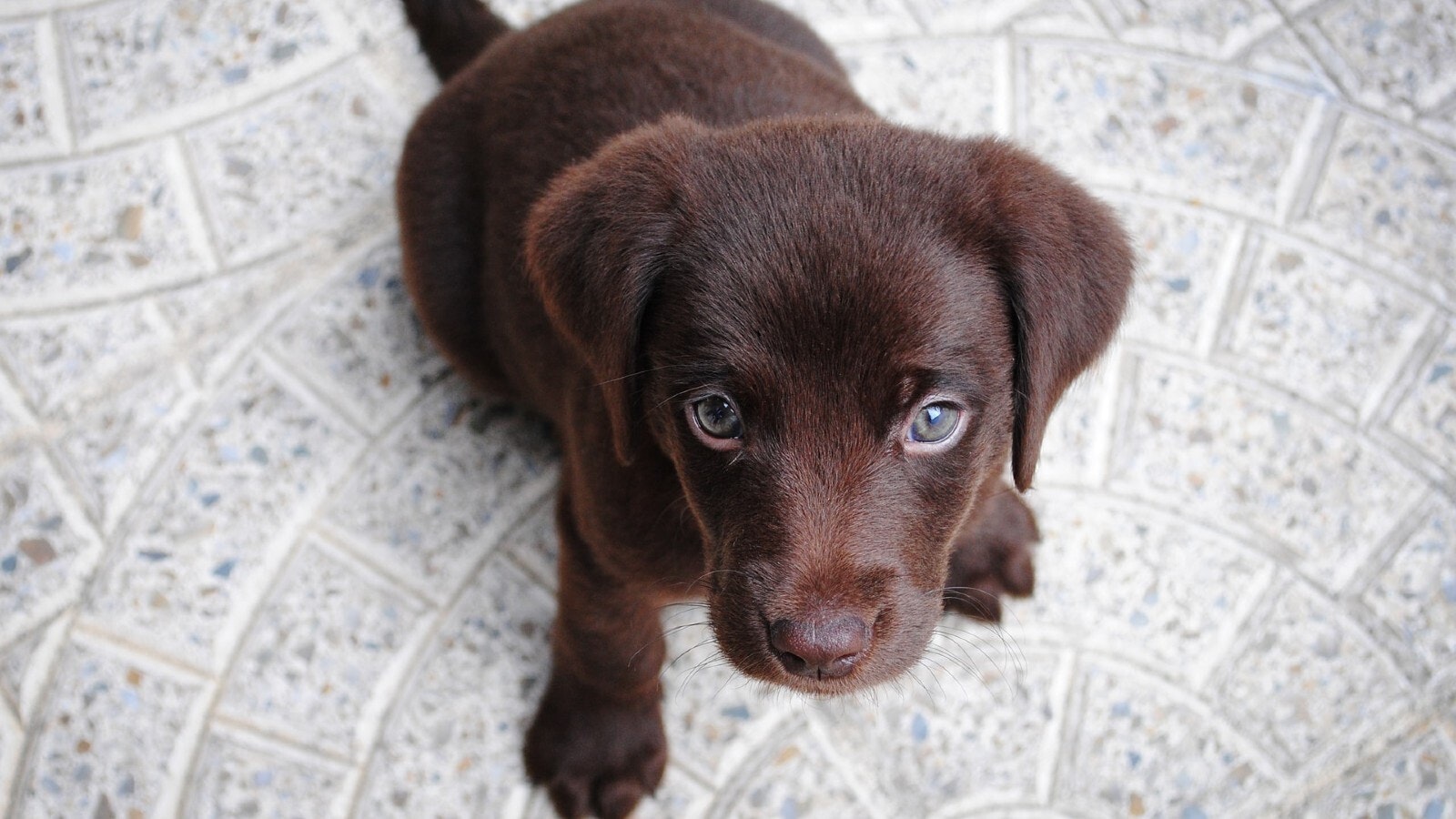 Lab puppy