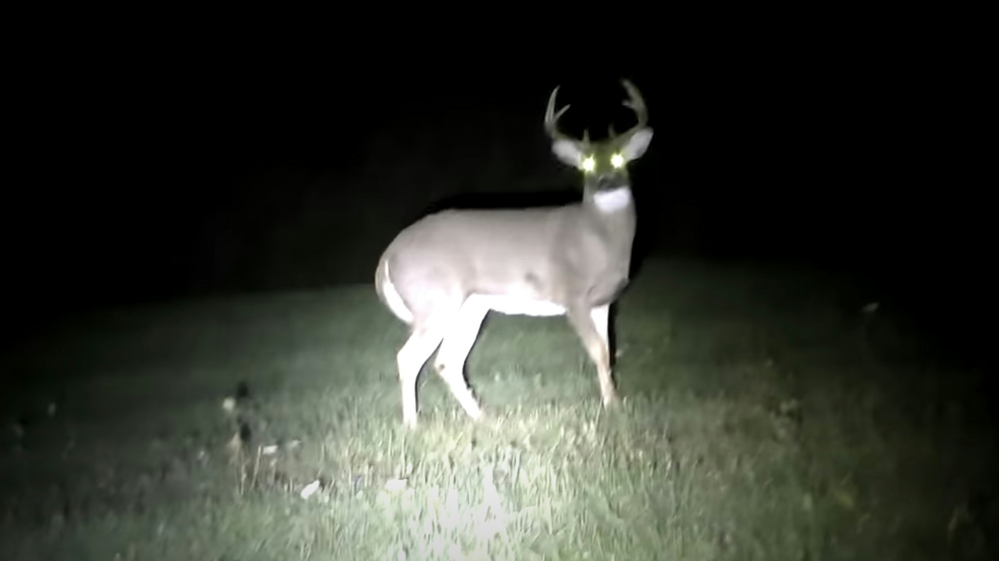 Hunting with spotlights in Wyoming is illegal, as is doing so for nighttime wildlife watching on public land and in Yellowstone and Grand Teton national parks.