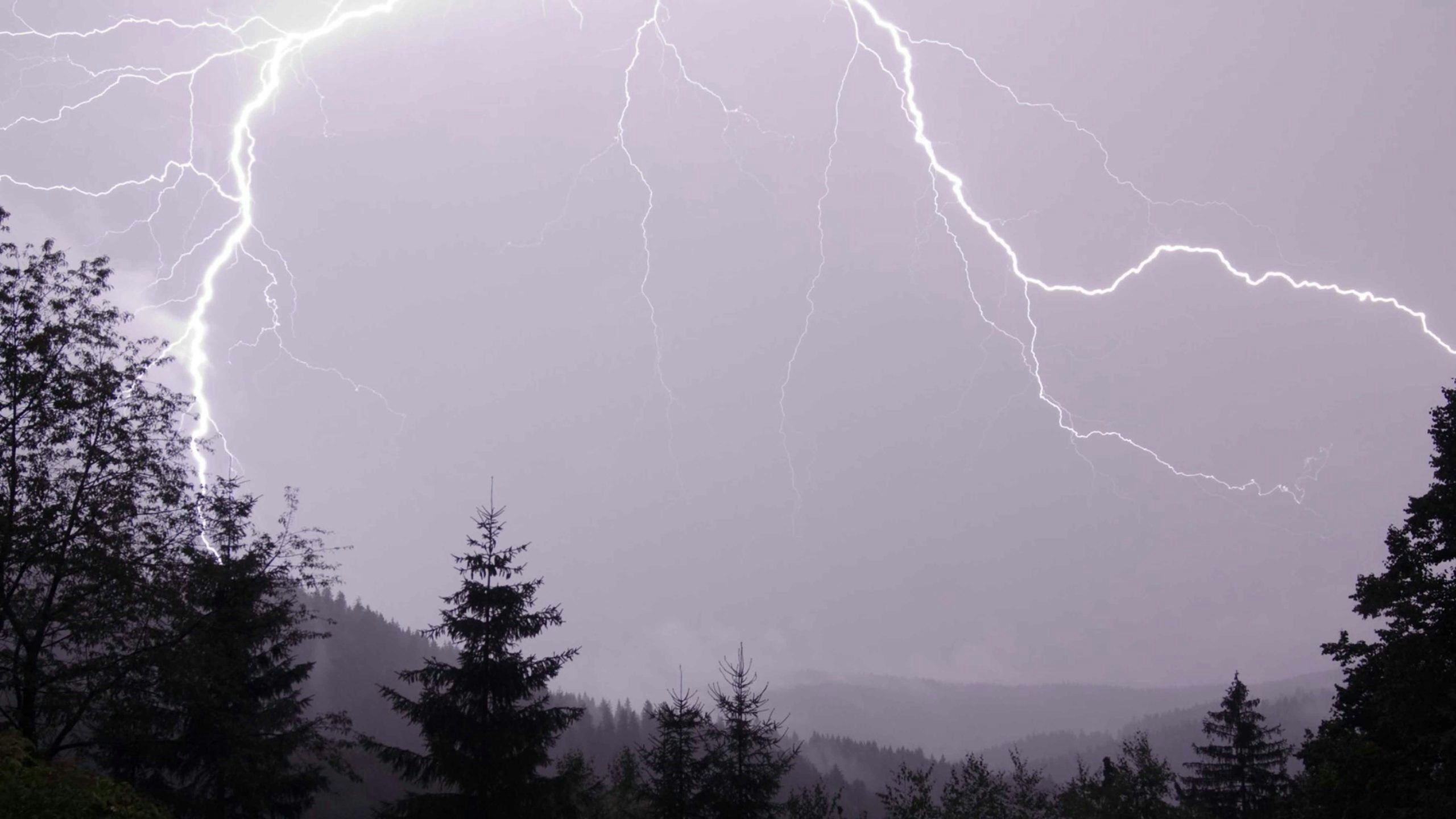 Lightning forest 6 16 22 scaled