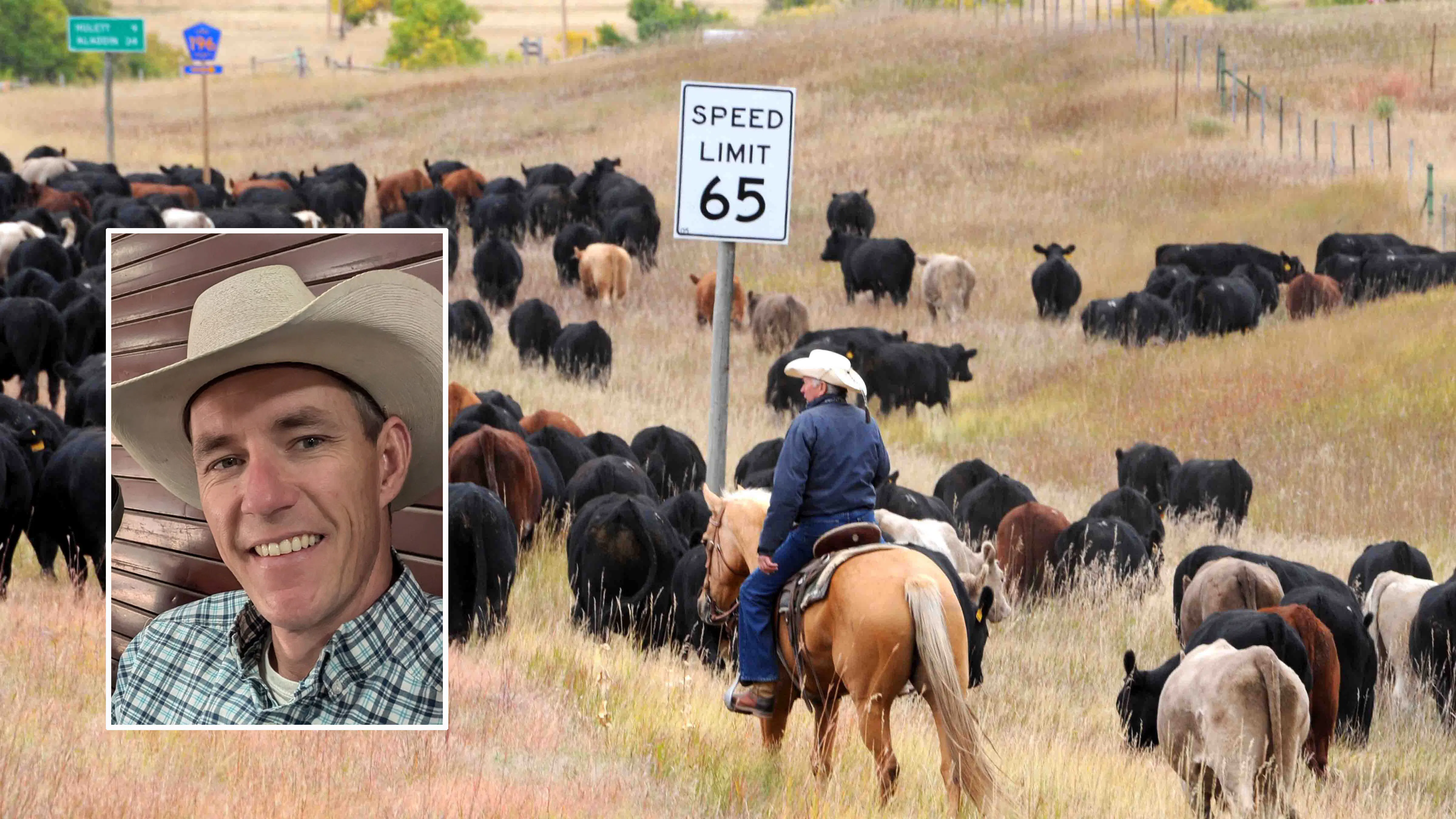 Driving cattle to winter pasture near Hulett, Wyoming.