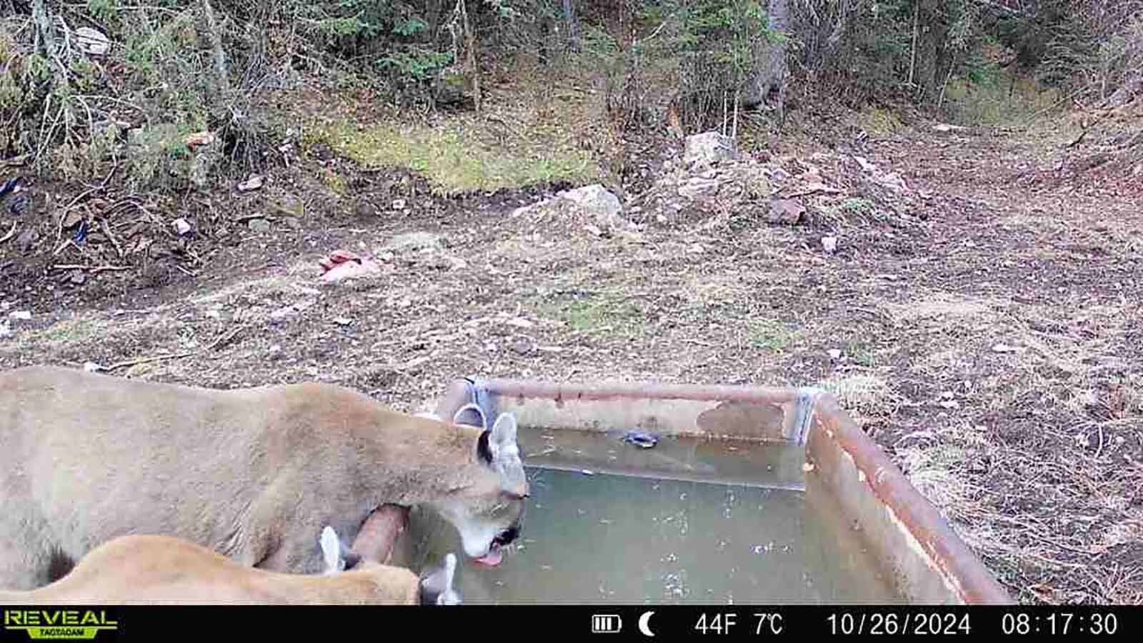 Rancher and outdoorsman Carl Strachan said that the number of mountain lions around his property near Livingston, Montana has increased dramatically in recent years.