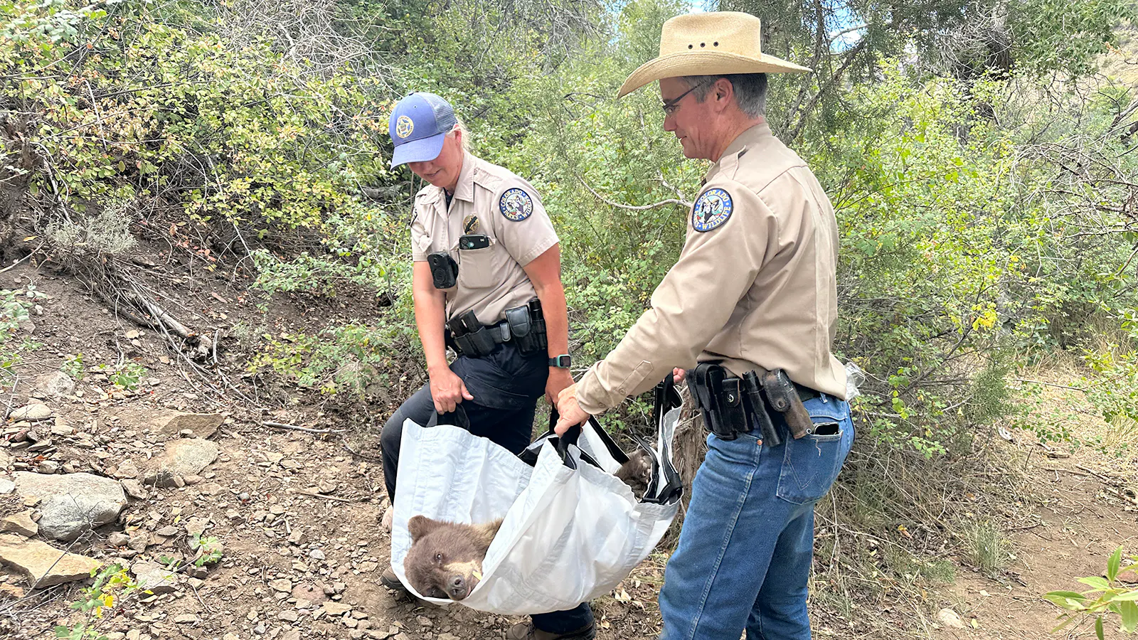 A tranquilized female black bear, about 19 to 20 months old, is carried by Colorado Parks and Wildlife officers Stephanie Taylor and Ty Smith after being captured in Durango on Tuesday.