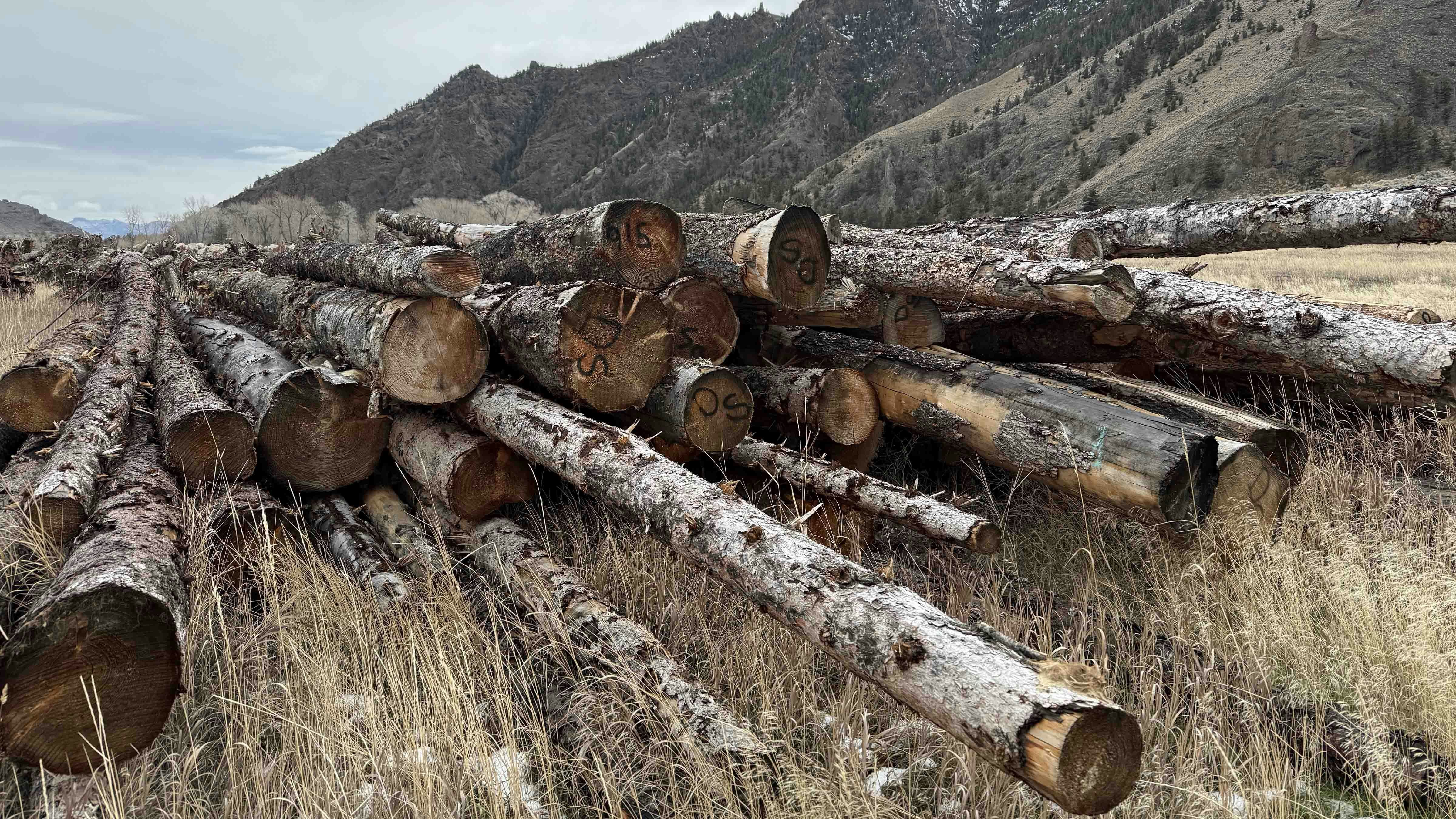 A riverbank improvement project West of Cody aims to save the country’s oldest ranger station from sliding into the North Fork river, while also helping Yellowstone cutthroat trout and bighorn sheep.