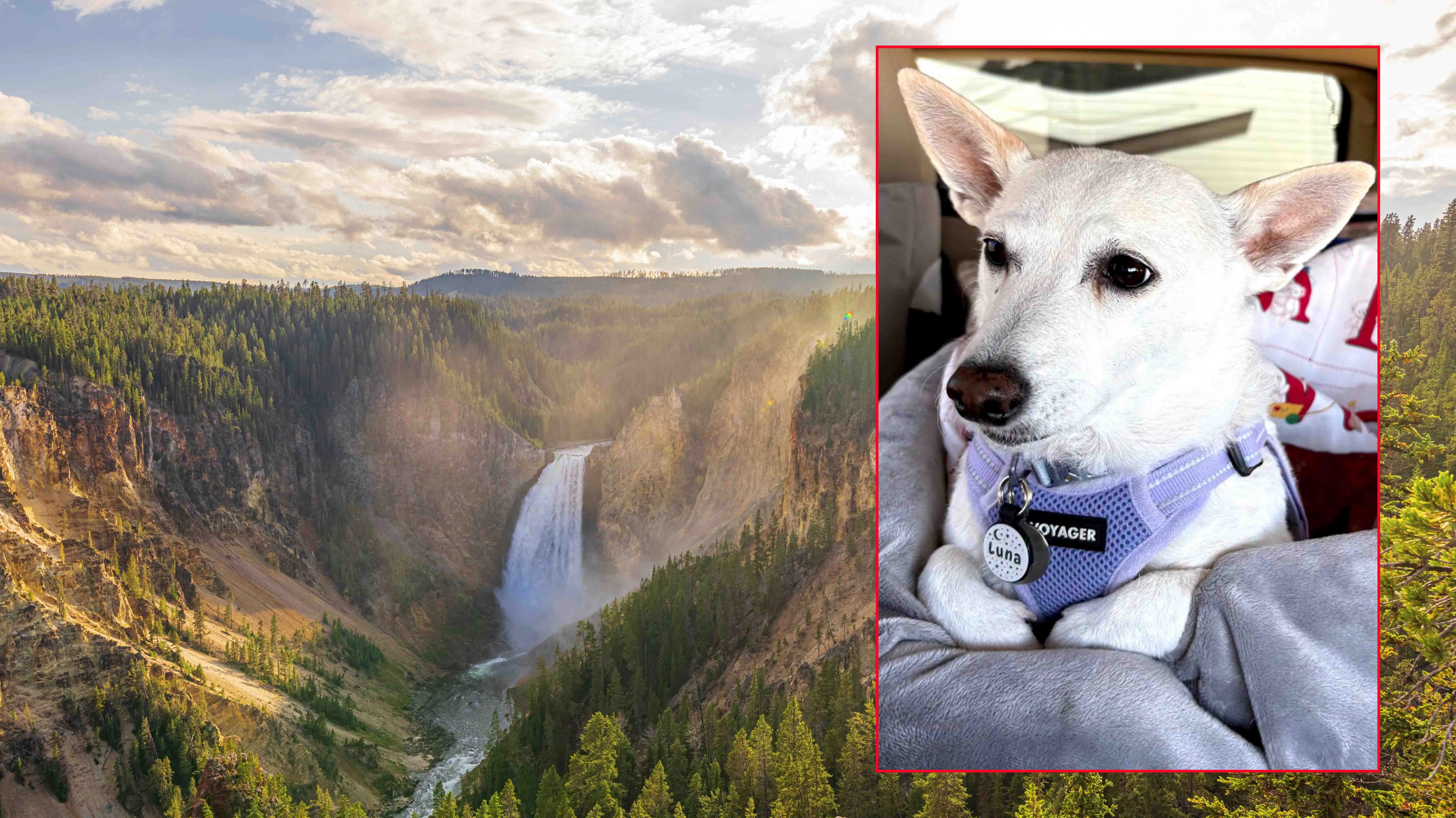 Luna, an 18-pound Jack Russell, has been loose in Yellowstone National Park since Sept. 10, and the people trying to bring her home are running out of time.