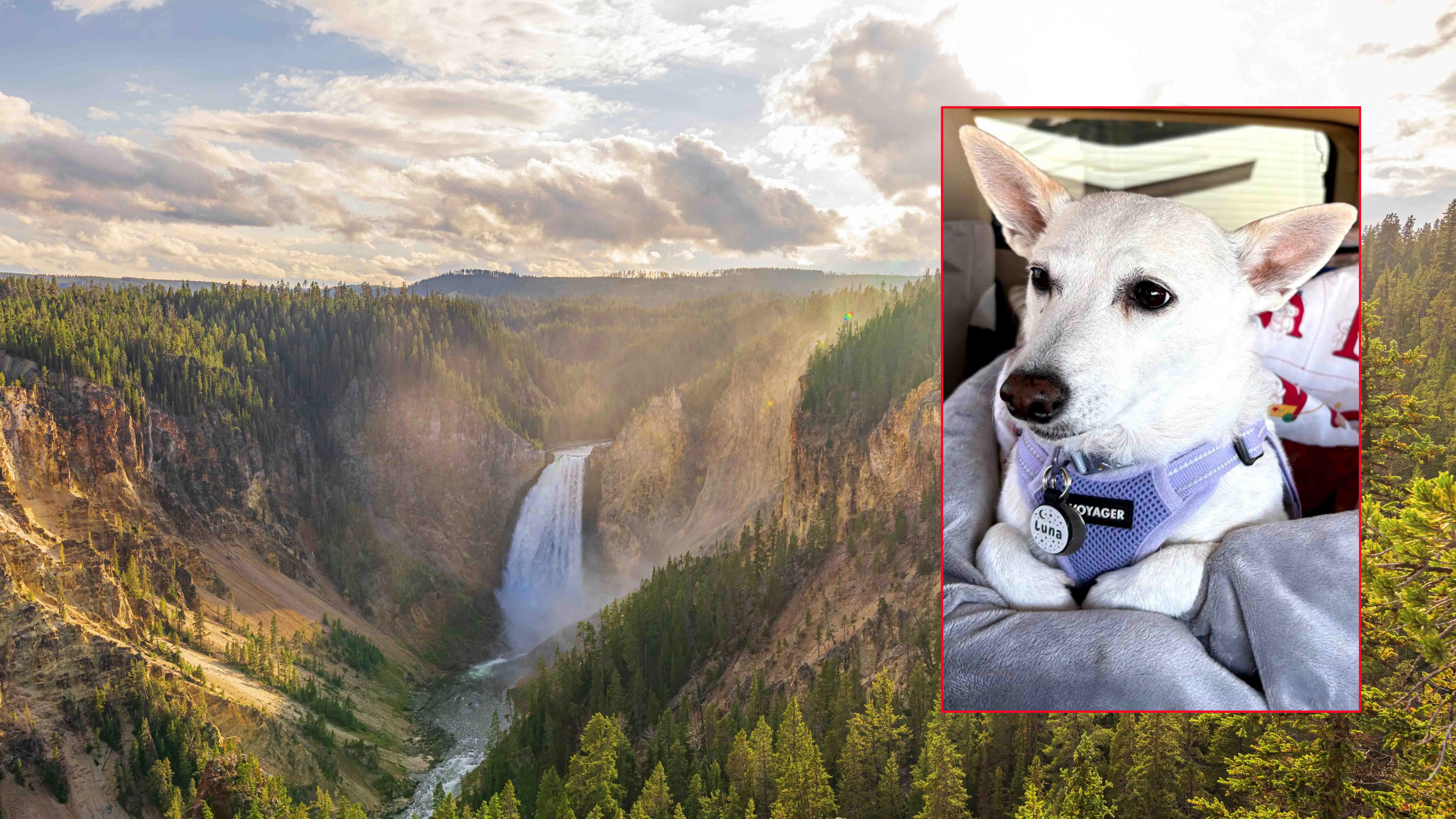 Luna, an 18-pound Jack Russell, has been loose in Yellowstone National Park since Sept. 10, and the people trying to bring her home are running out of time.