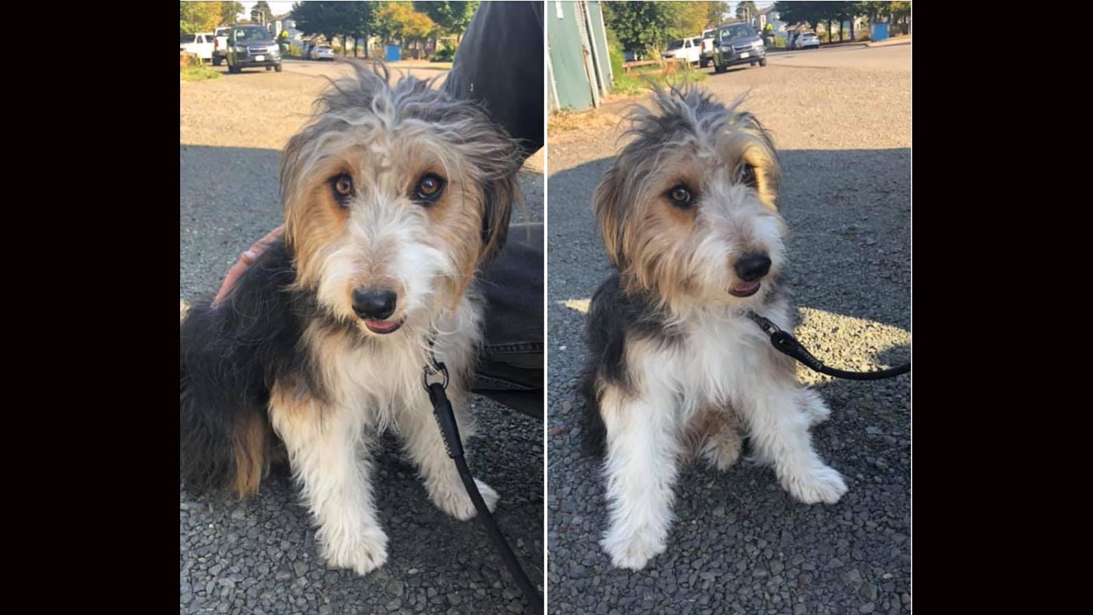 Lost yellowstone dog