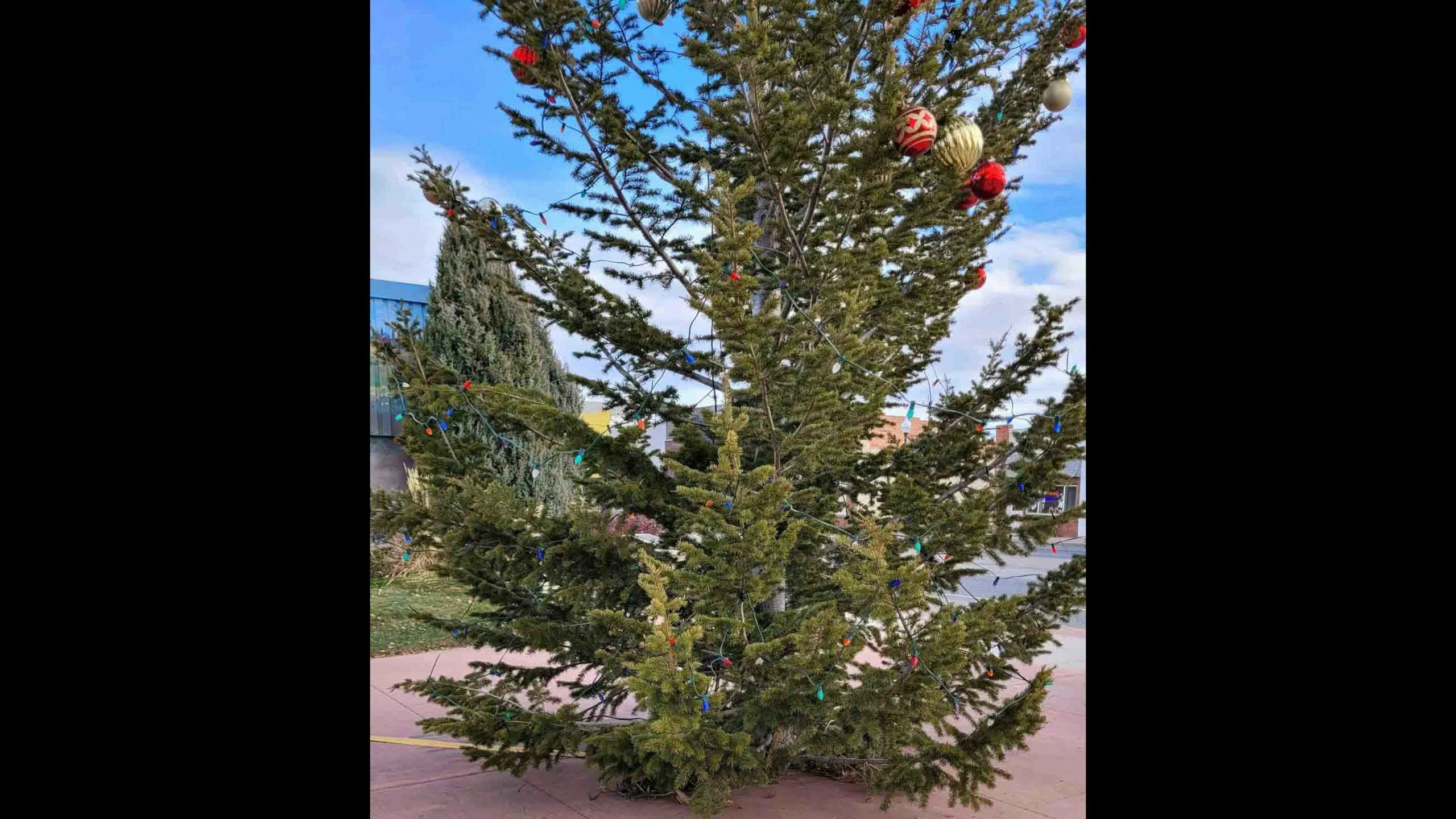 Lovell tree 2 scaled