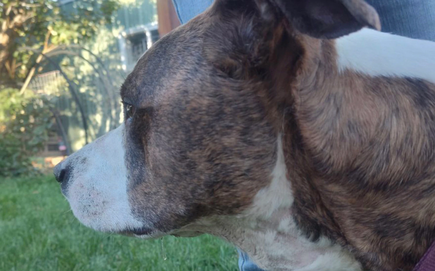 Lulu, the Heidemann’s hero dog.