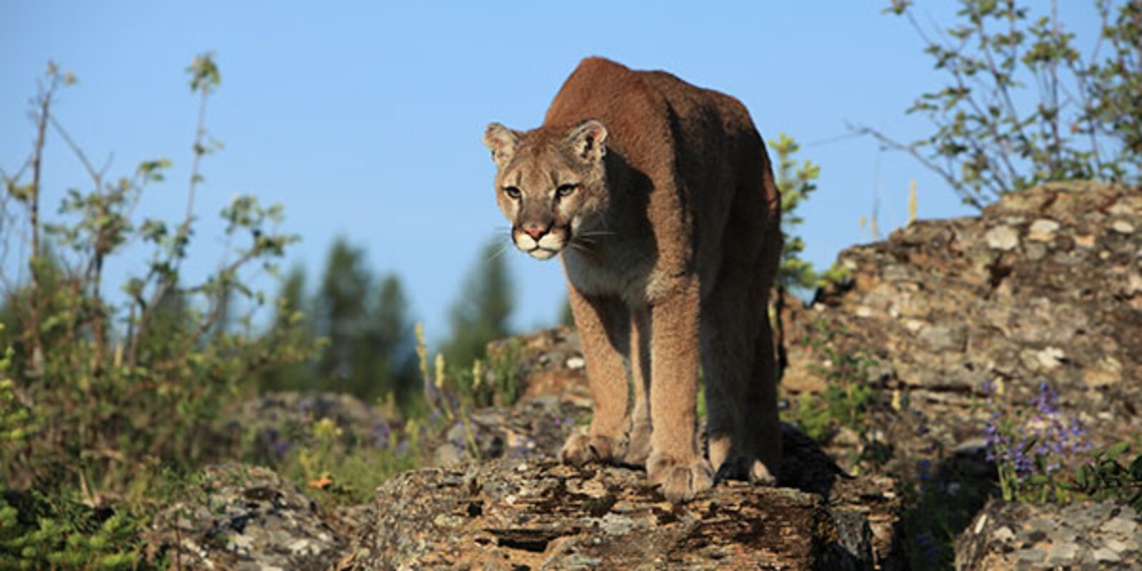 Mammal mountain lion shutterstock 600x300 1