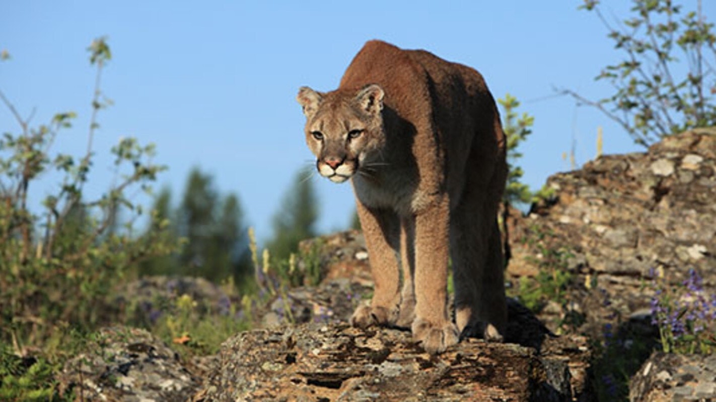 Mammal mountain lion shutterstock 600x300 1