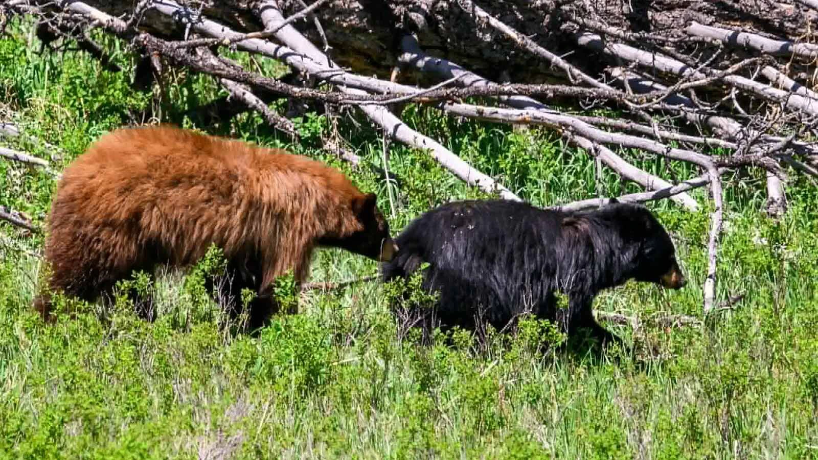 Black bears were highly active during the last few days of May near Tower Junction in Yellowstone National Park, where it’s mating season for bears.