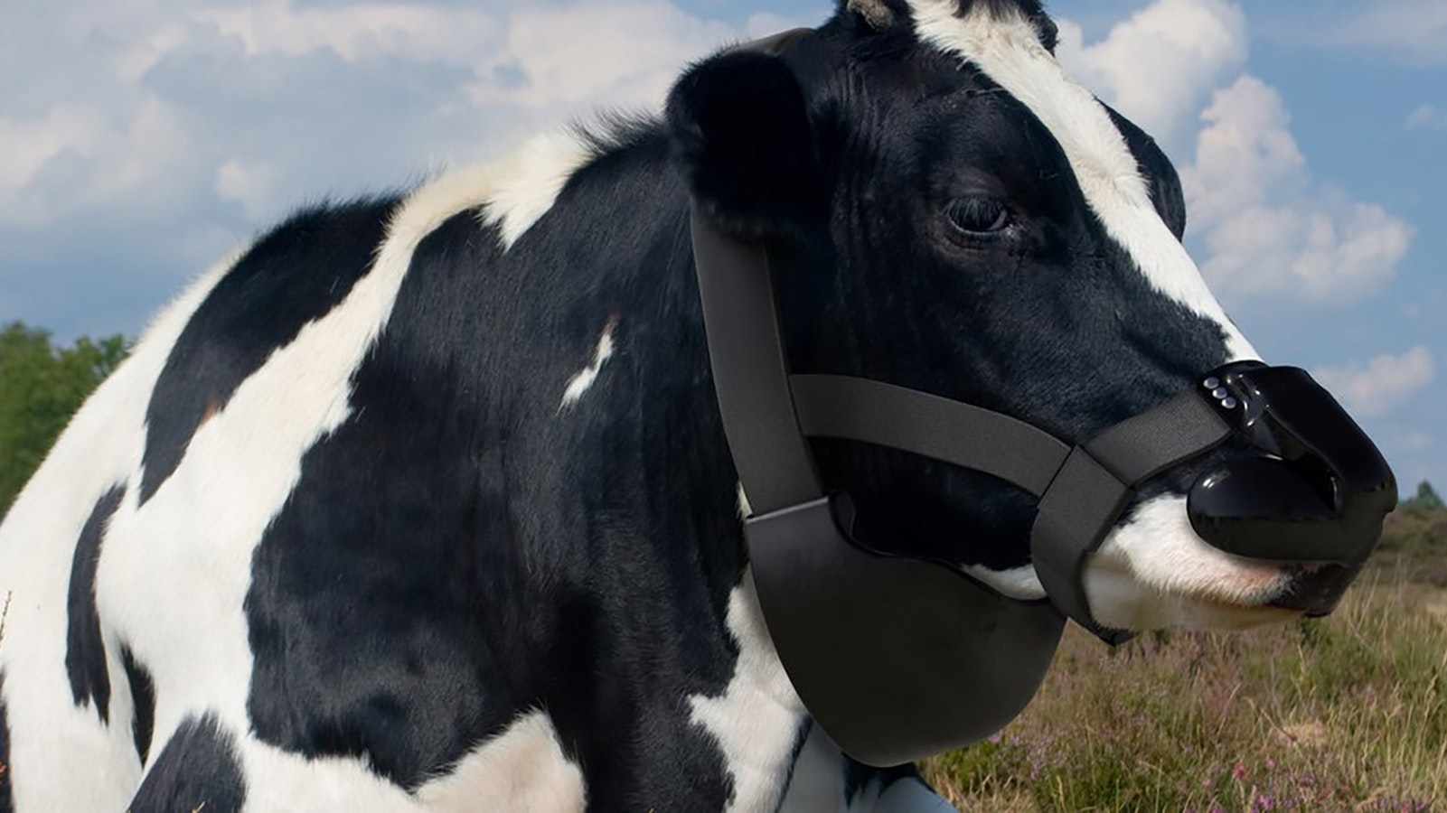 Methane mask for cows