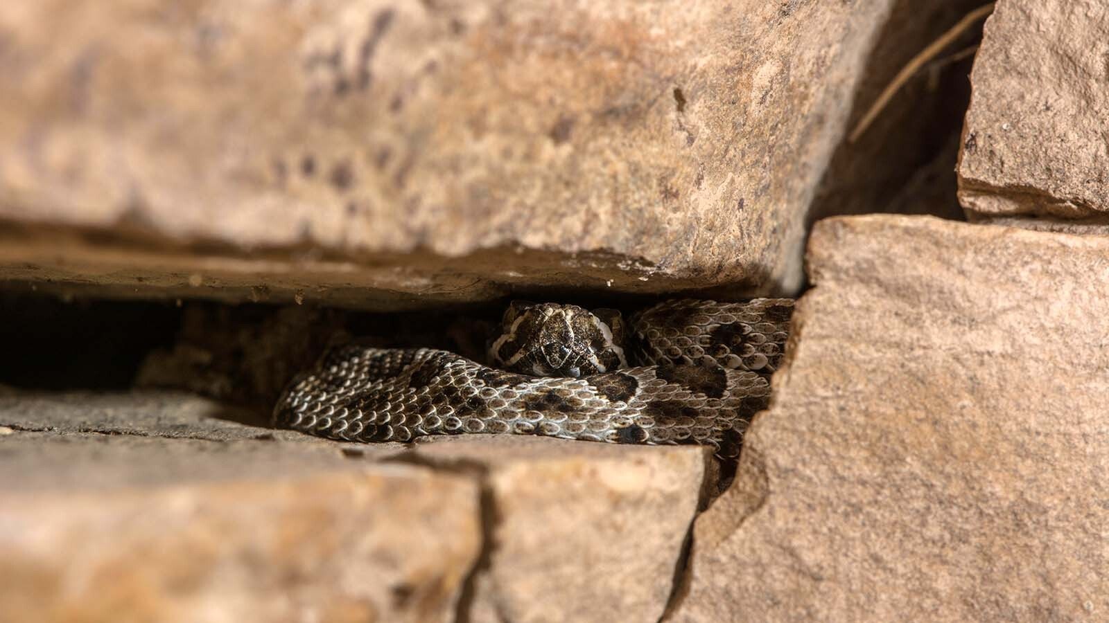Green River is one of the only places in Wyoming to find midget faded rattlesnakes, which seem to invade the town about this time each year. It’s smaller and rarer than Wyoming’s other species with potent venom. But you can’t kill them; they’re protected.