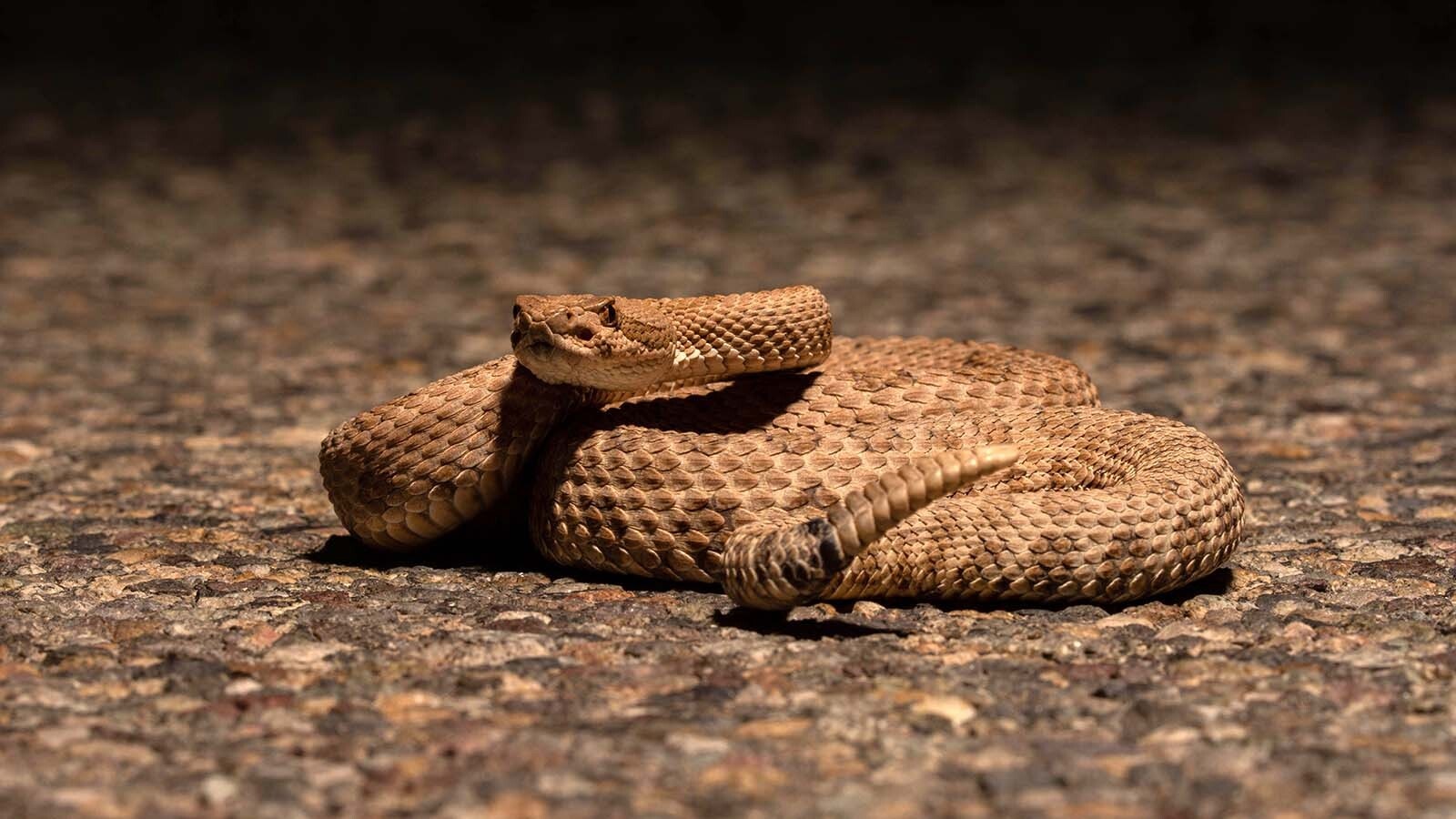 Green River is one of the only places in Wyoming to find midget faded rattlesnakes, which seem to invade the town about this time each year. It’s smaller and rarer than Wyoming’s other species with potent venom. But you can’t kill them; they’re protected.