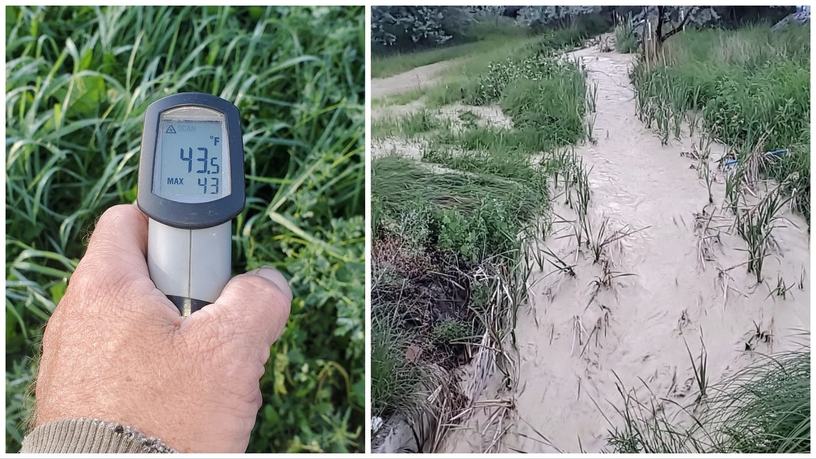 Even by late June, the temperatures in Jay Richard's fields in Worland were well below normal. Coupled with wet conditions, he said some crops may not get enough heat and sun this summer.
