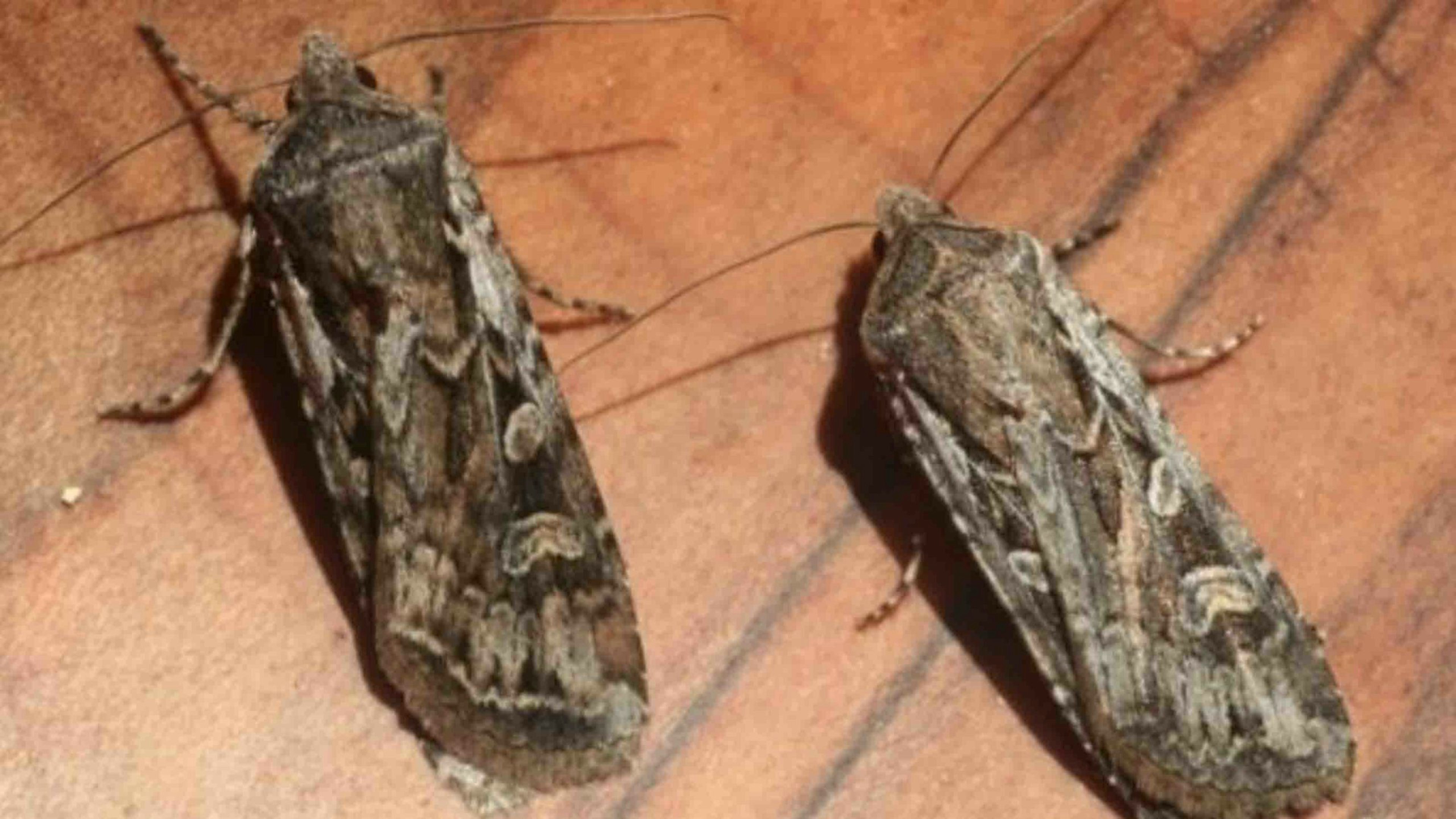 Wyoming Sees Surge In Miller Moths Your Wyoming News Source
