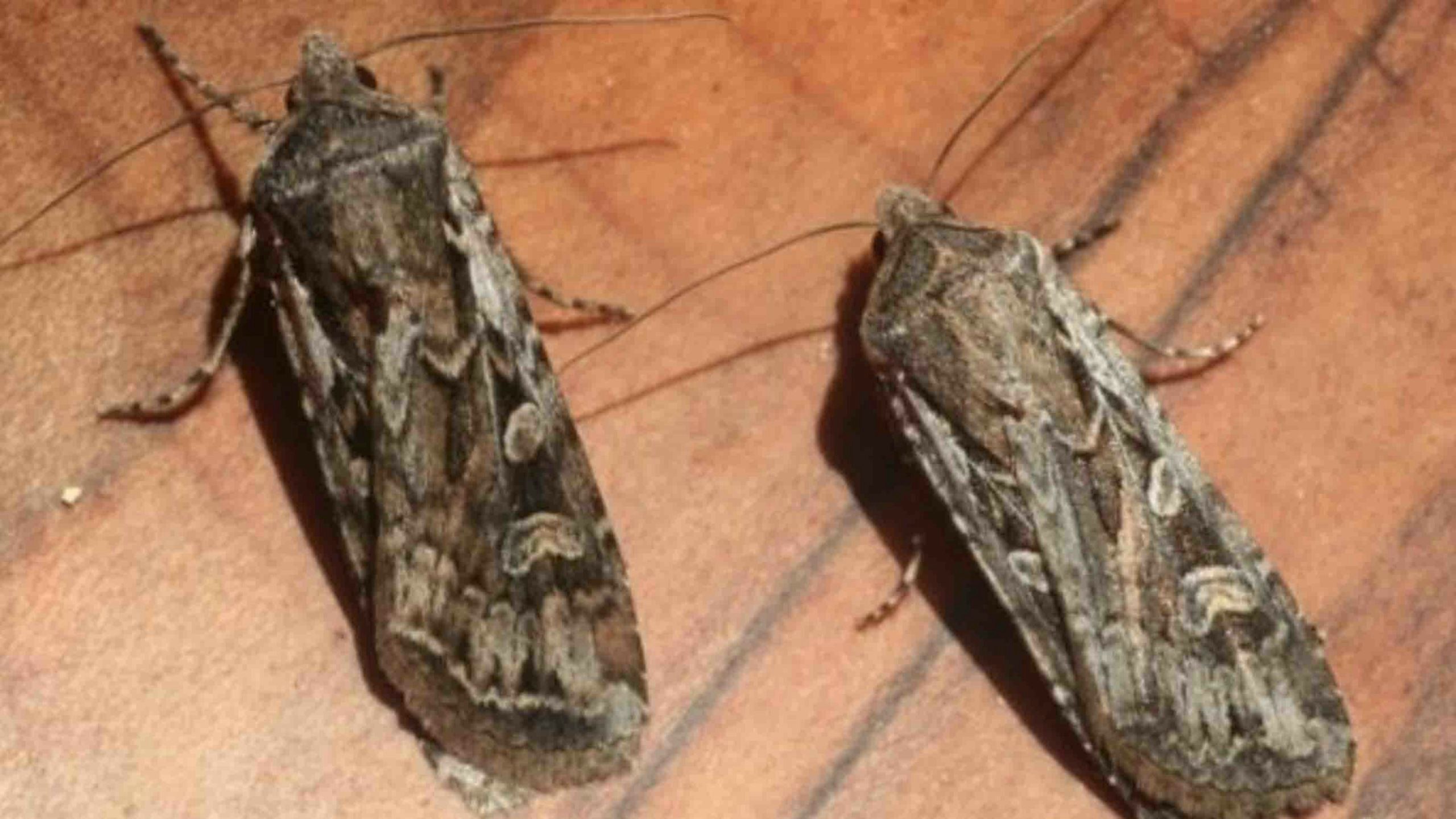 Miller moths scaled