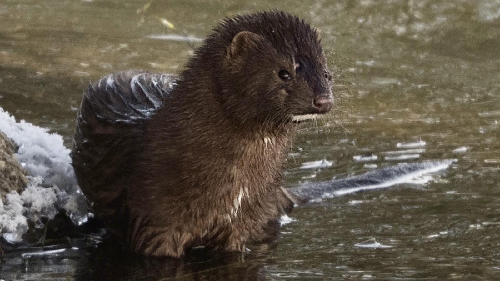 A mink made a brief appearance last week on the Madison River in Yellowstone National Park.