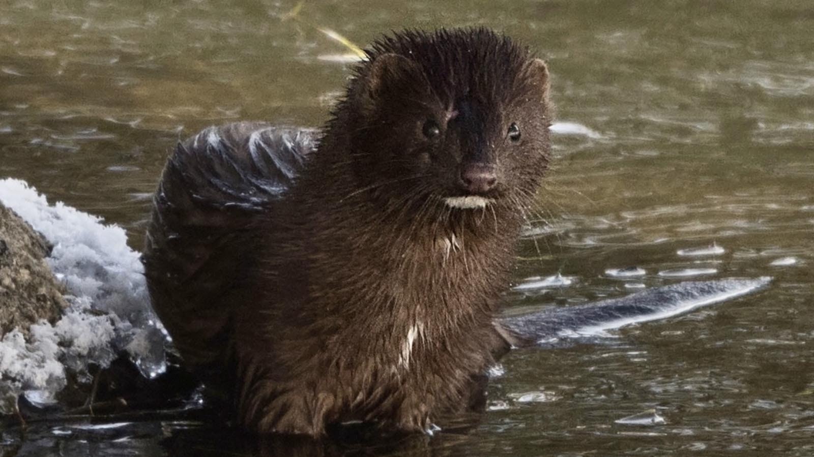 A mink made a brief appearance last week on the Madison River in Yellowstone National Park.