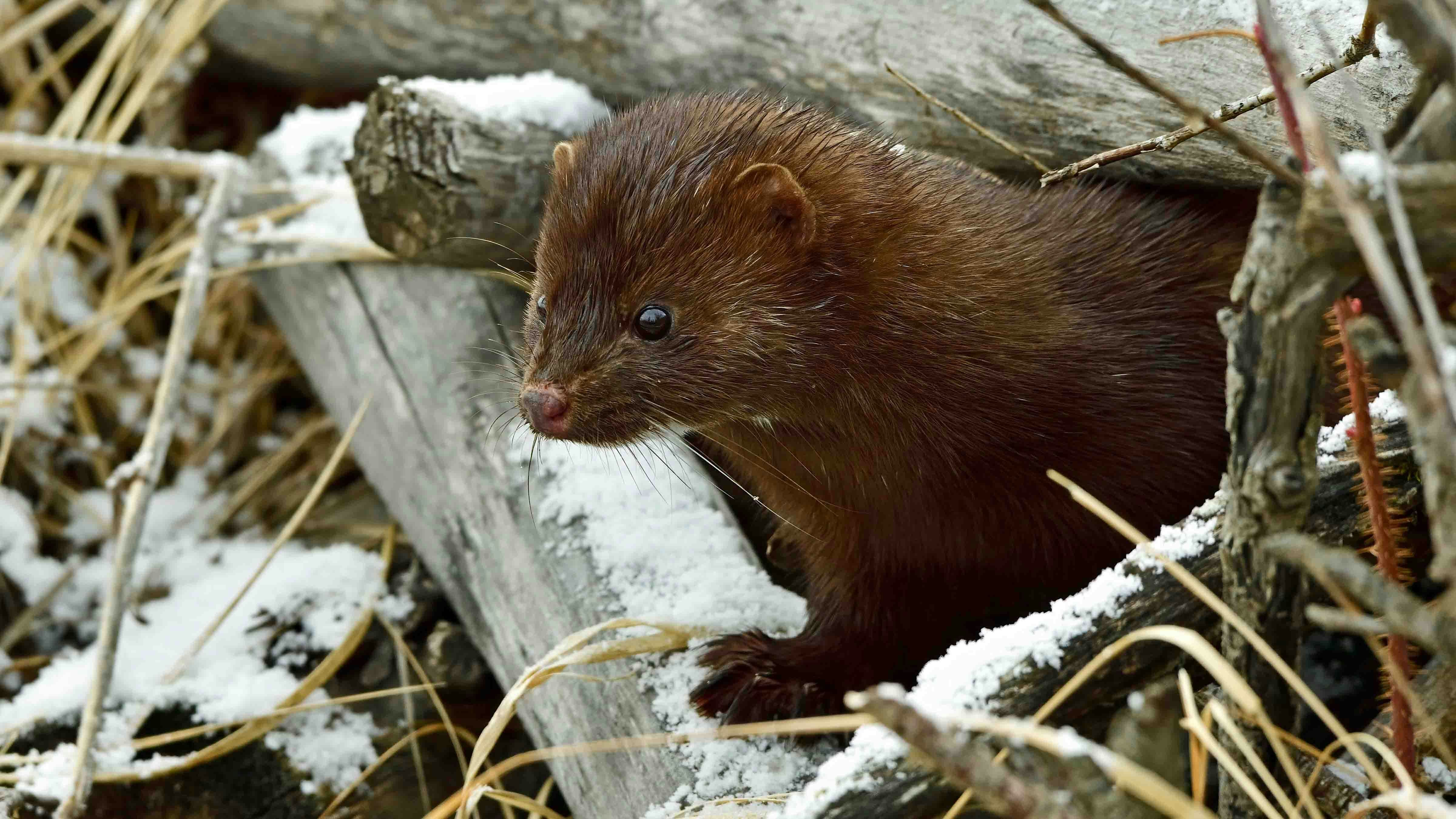 Mink might look cute in photos, but they are swift, clever and deadly predators, taking down critters bigger than themselves — like muskrats. They call Wyoming home, but are elusive and seldom seen.