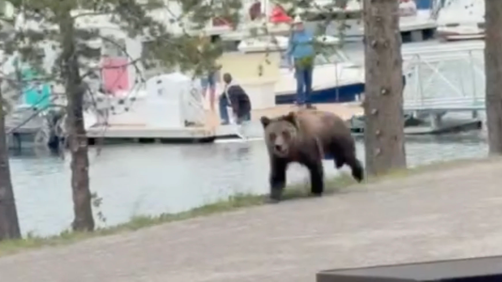 Screenshot of female grizzly nicknamed Miracle at Colter Bay in Grand Teton National Park