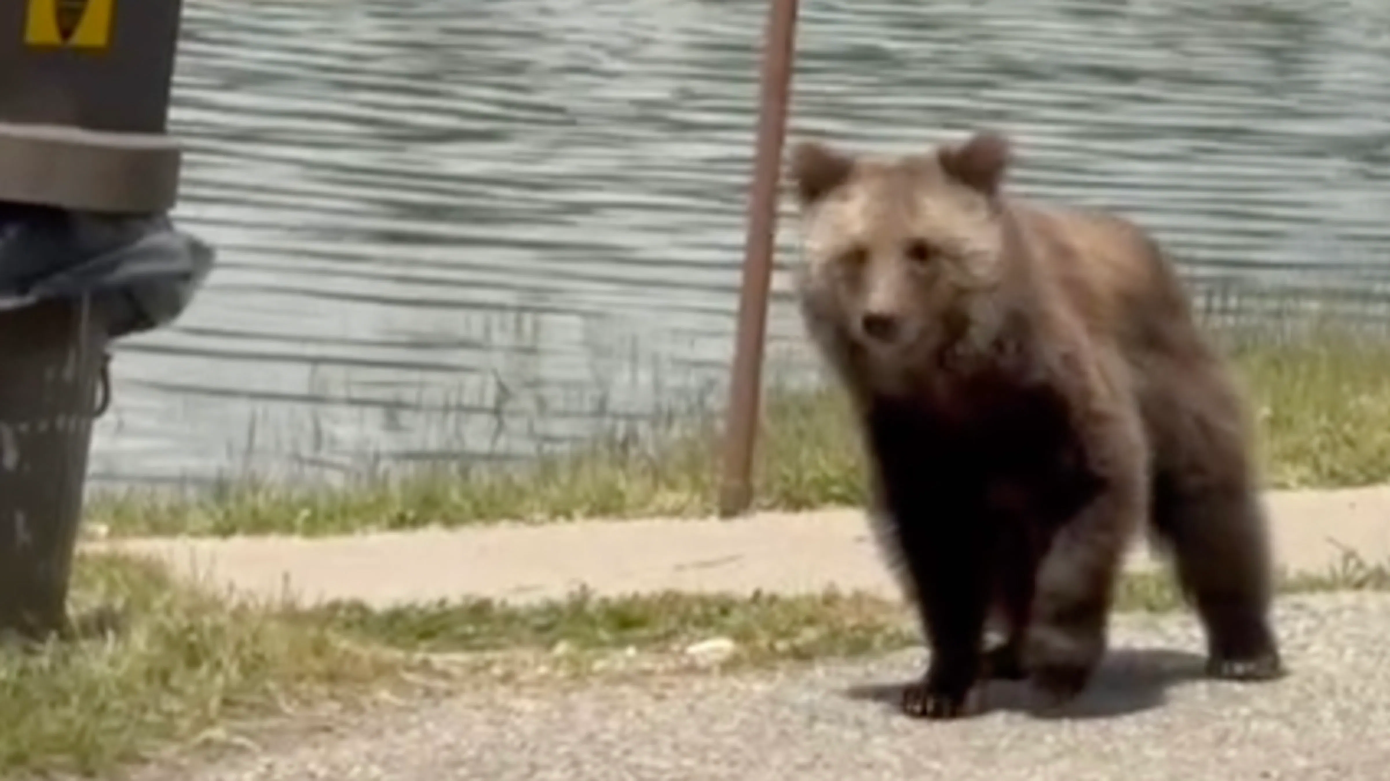 Miracle, a 2.5-year-old female grizzly, passed through the Colter Bay area in Grand Teton National Park on Sunday almost a year to the day since appearing in the same spot in May 2025.