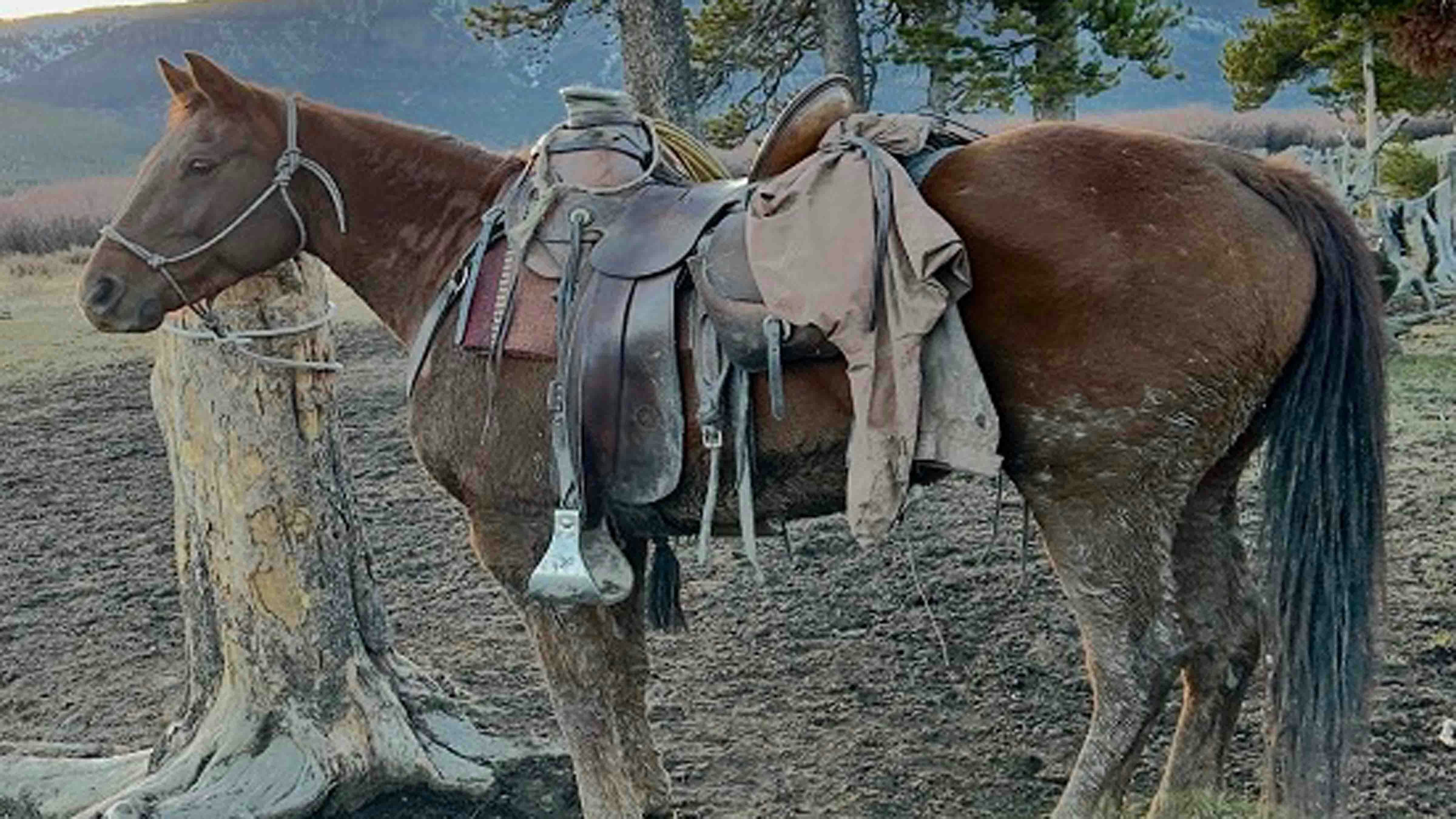 The two pack horses that wandered off in late October north of Moran are still missing. An owner of one of the horses has conducted aerial searches, both in a small plane and with a thermal drone.