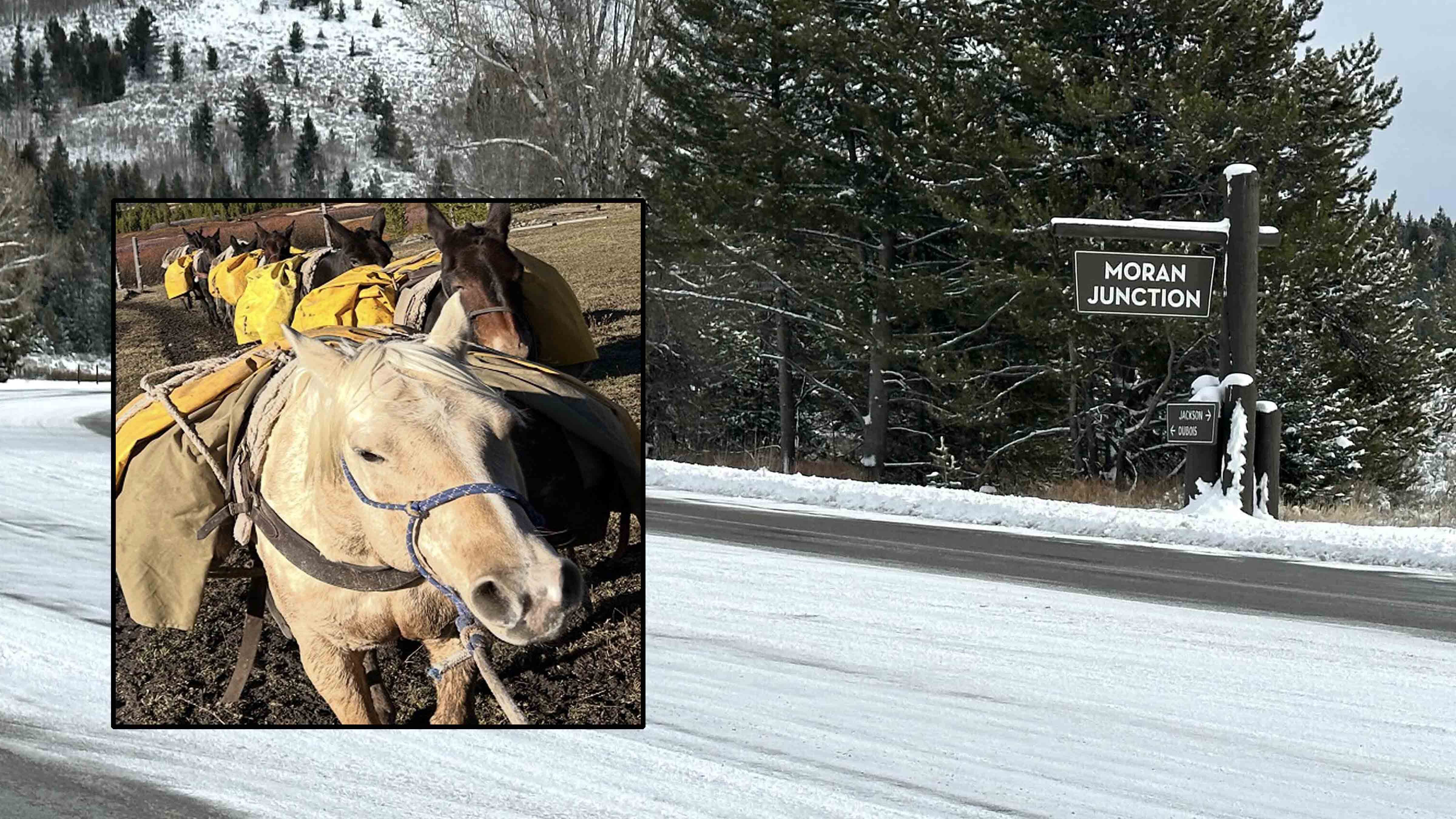 The two pack horses that wandered off in late October north of Moran are still missing. An owner of one of the horses has conducted aerial searches, both in a small plane and with a thermal drone.